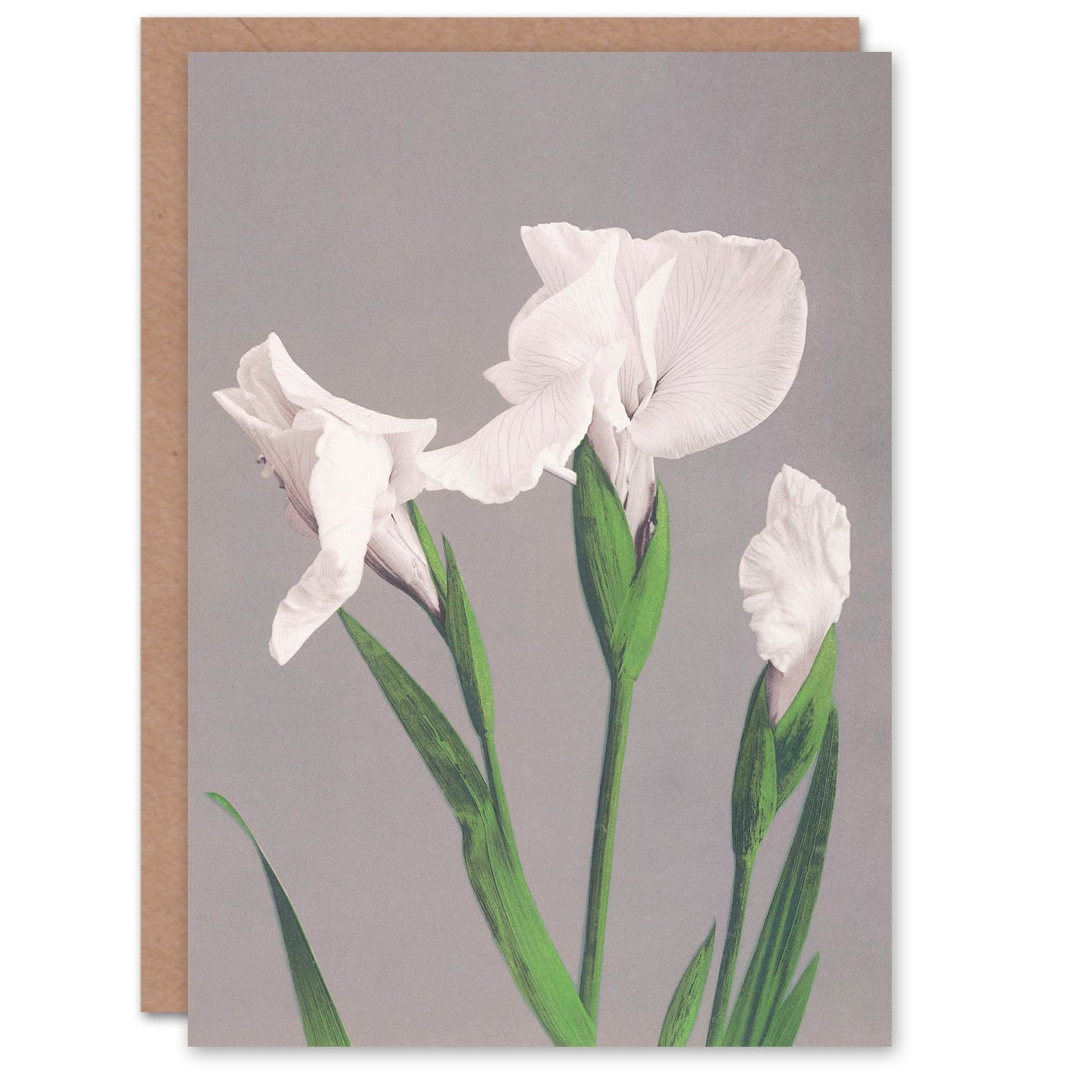 Ogawa Kazumasa Japanese White Irises Blooming Flowers Greetings Card