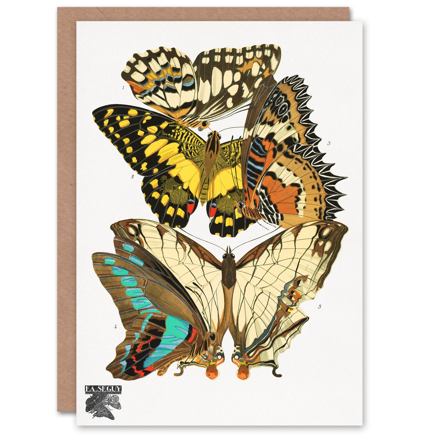 Eugene Seguy Papillons Butterflies Illustration Greetings Card