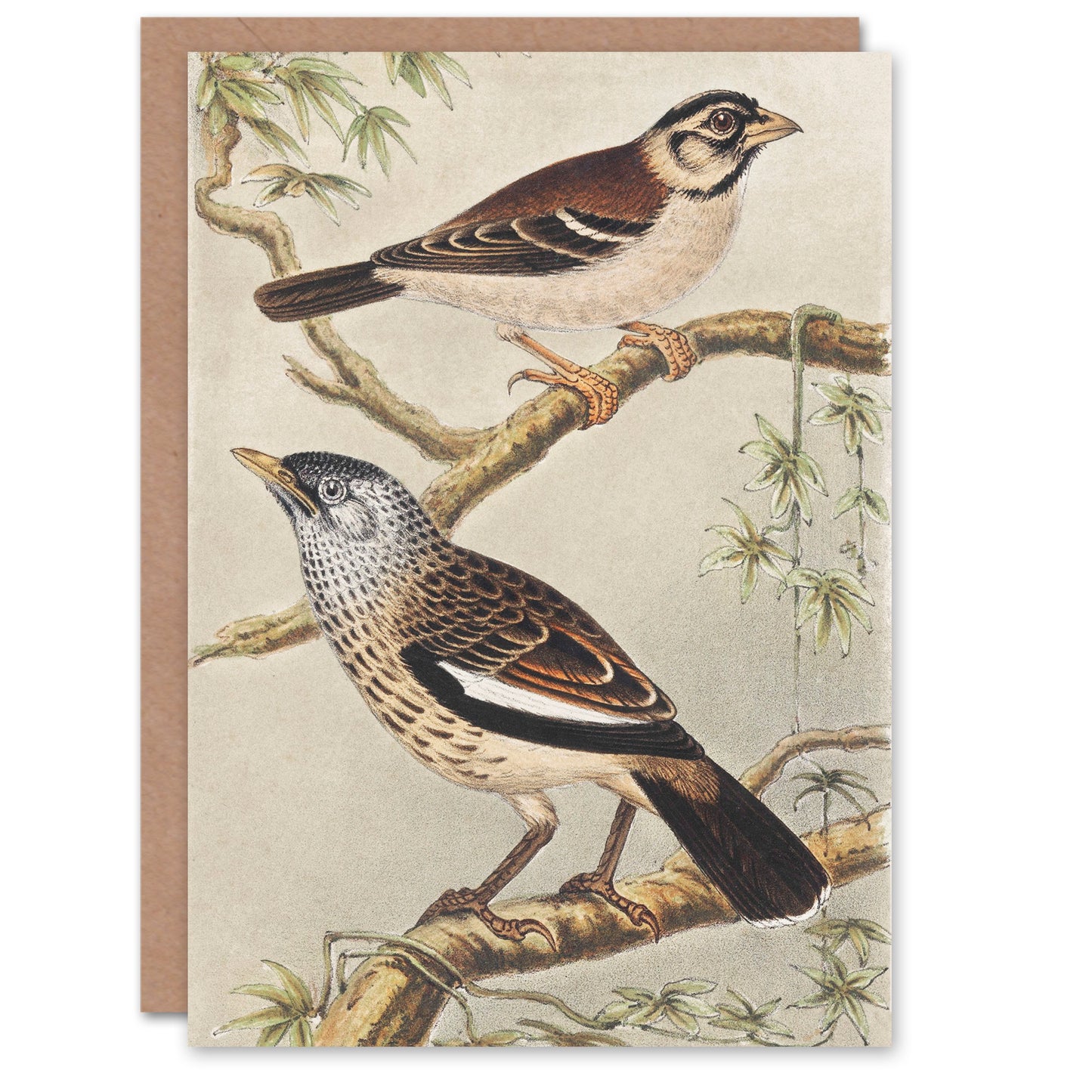 Theo van Hoytema Two Birds on Tree Branches Greetings Card