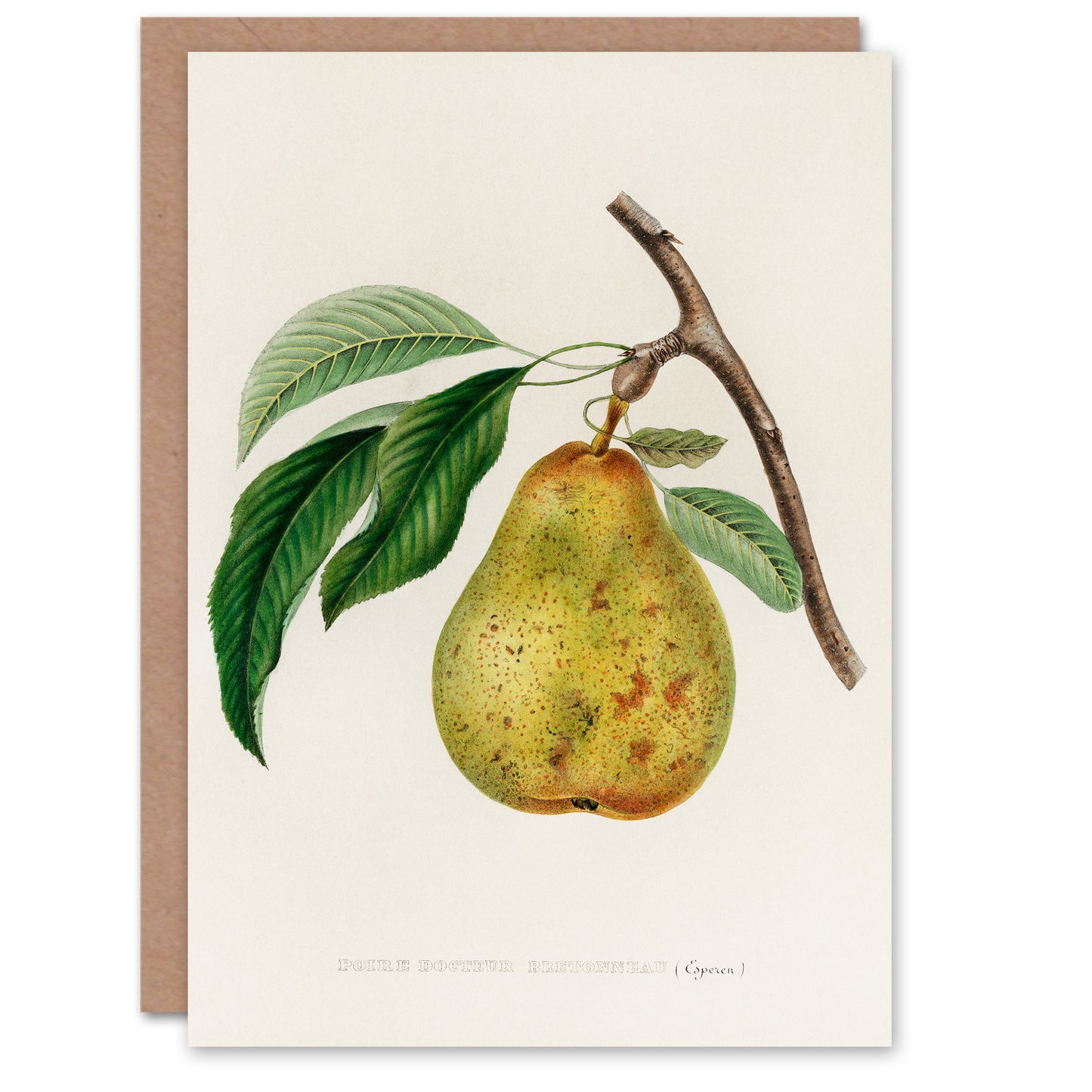 Jacob Sturm Art Card Vintage Illustration of a Pear