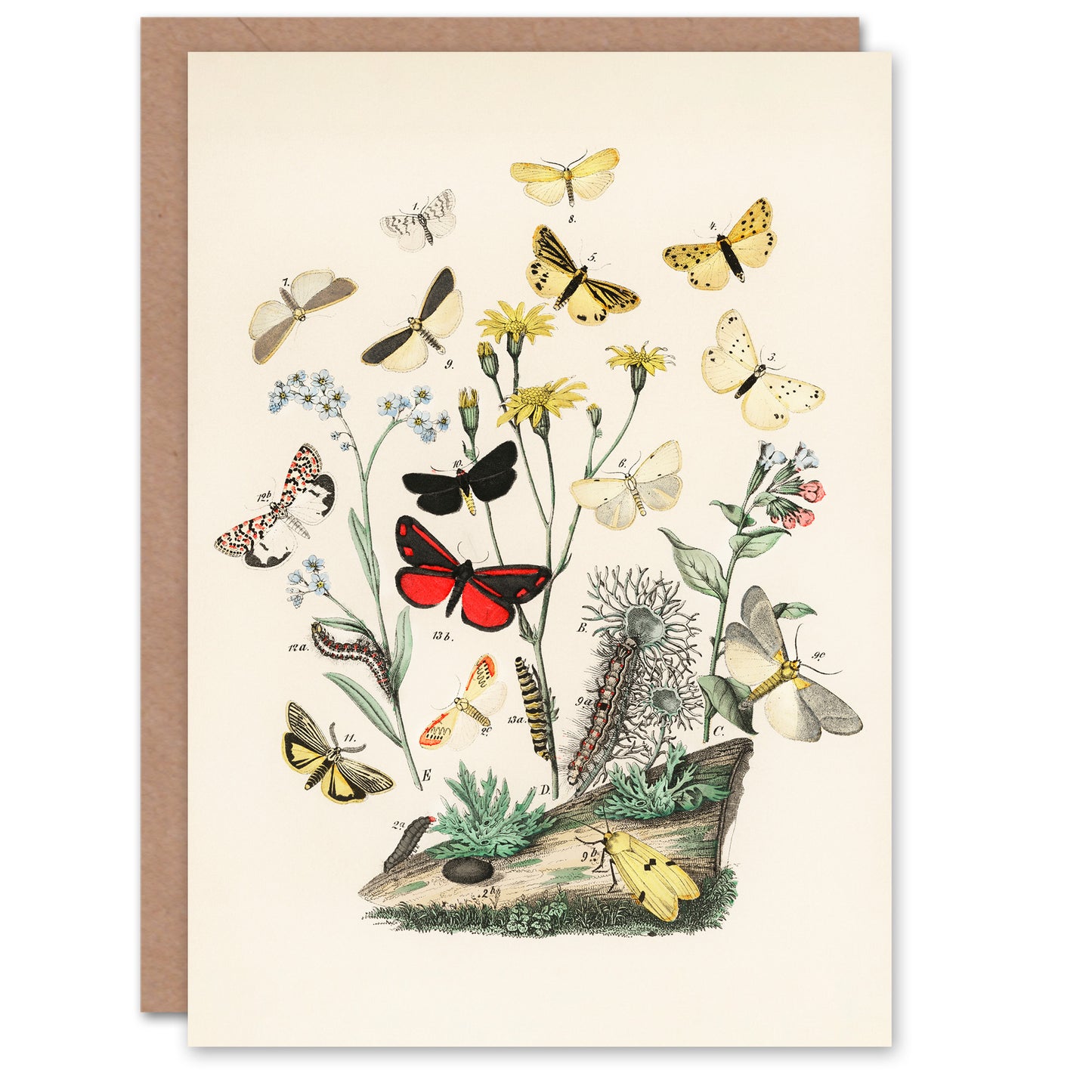 William Forsell Kirby Art Card Small Butterflies Caterpillars