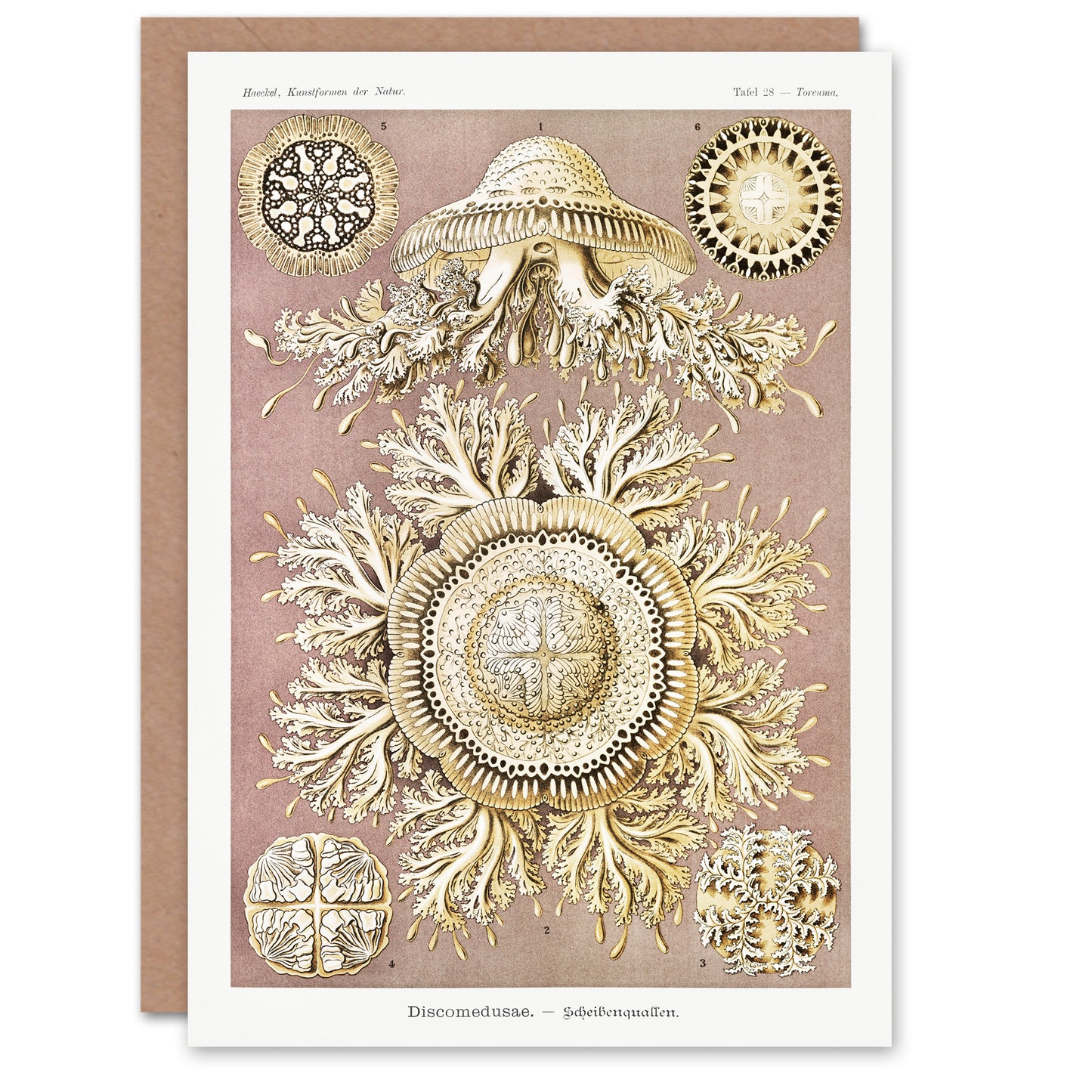 Ernst Haeckel Art Card Jellyfish Discomedusae Vintage Illustration