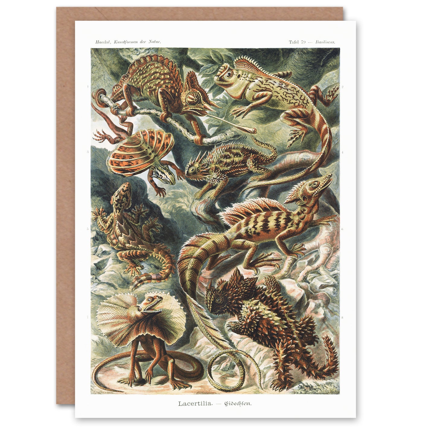 Ernst Haeckel Art Card Lacertilia Reptile Lizard Species