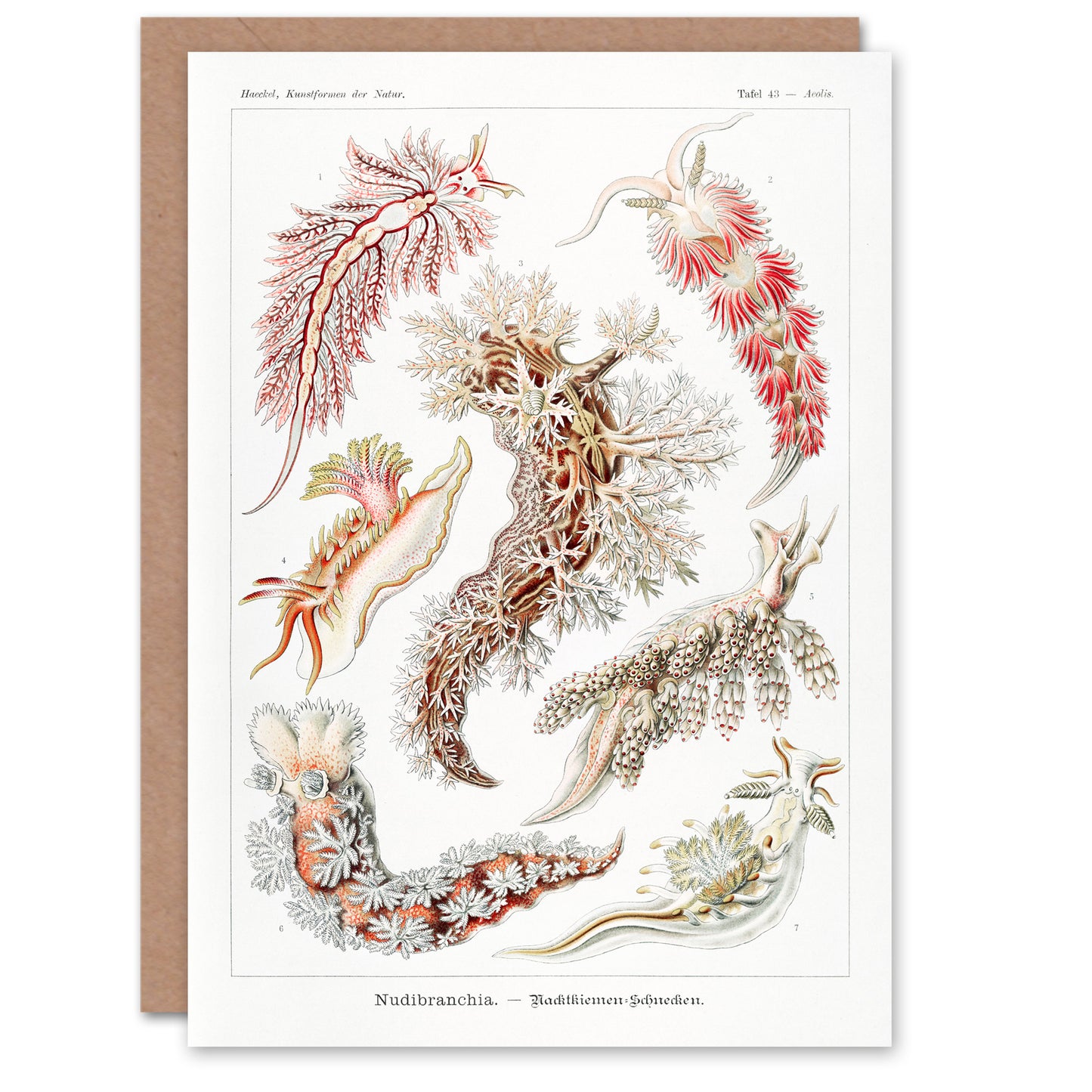 Ernst Haeckel Art Card Nudibranch Sea Slug Molluscs