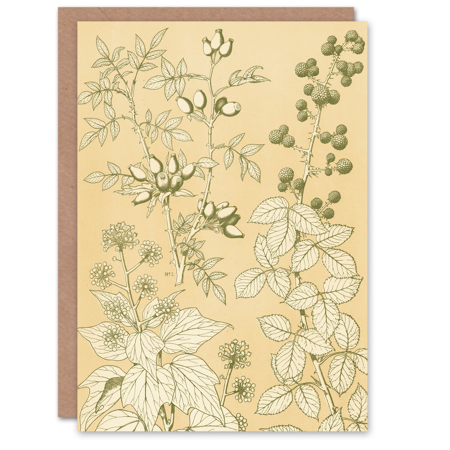 Owen Jones Art Card Wild Rose Ivy Blackberry Vintage Botanical