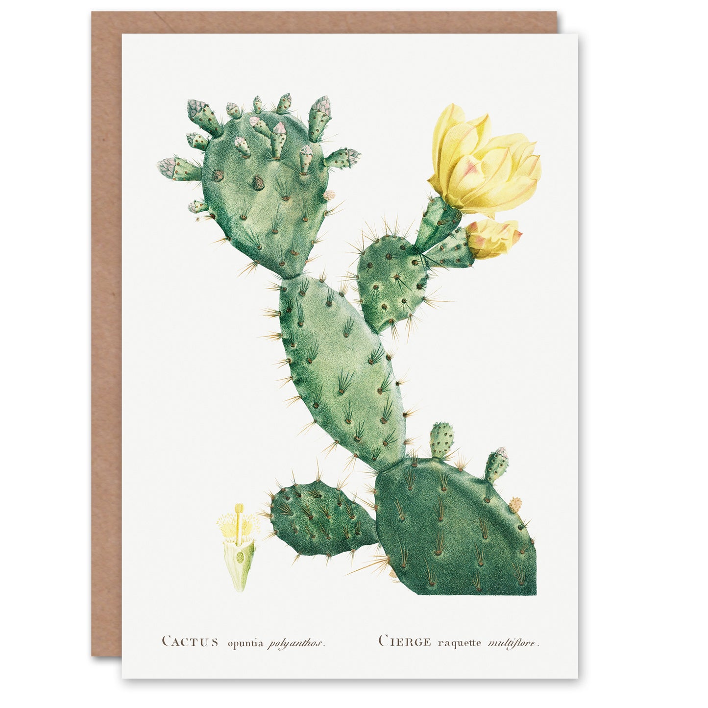 Pierre-Joseph Redouté Art Card Opuntia Polyanthos Cactus