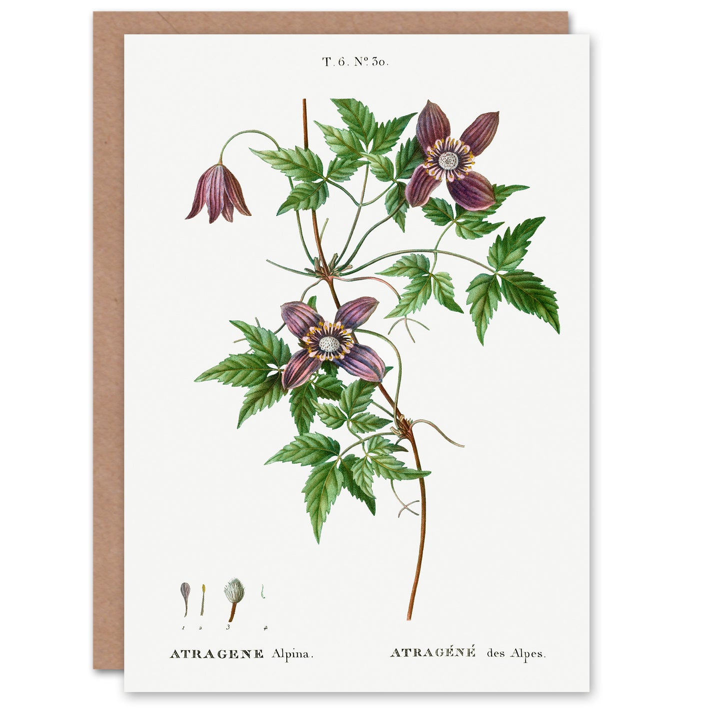 Pierre-Joseph Redouté Art Card Alpine Clematis Flower