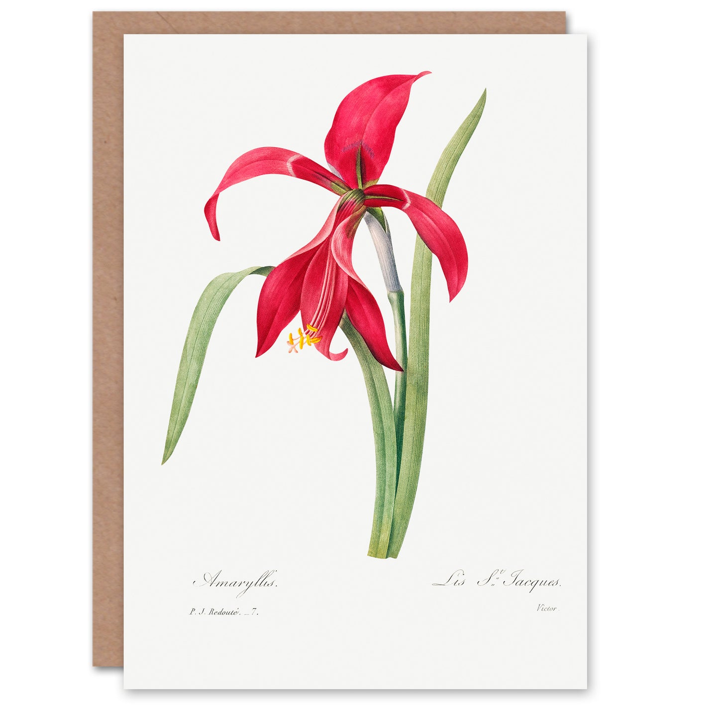 Pierre-Joseph Redouté Art Card Amaryllis Flower Vintage Floral