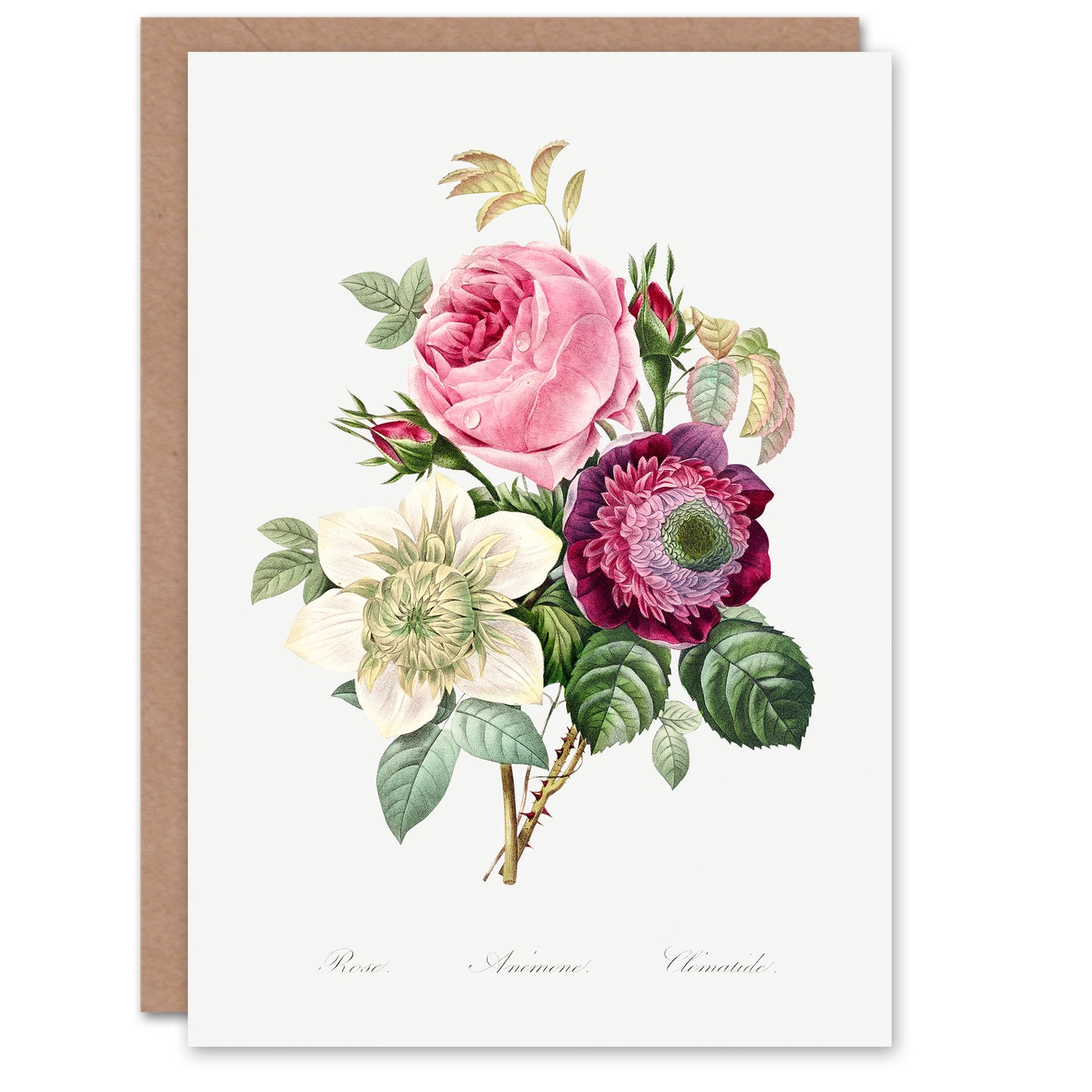Pierre-Joseph Redouté Art Card Anemone and Cabbage Rose Flower