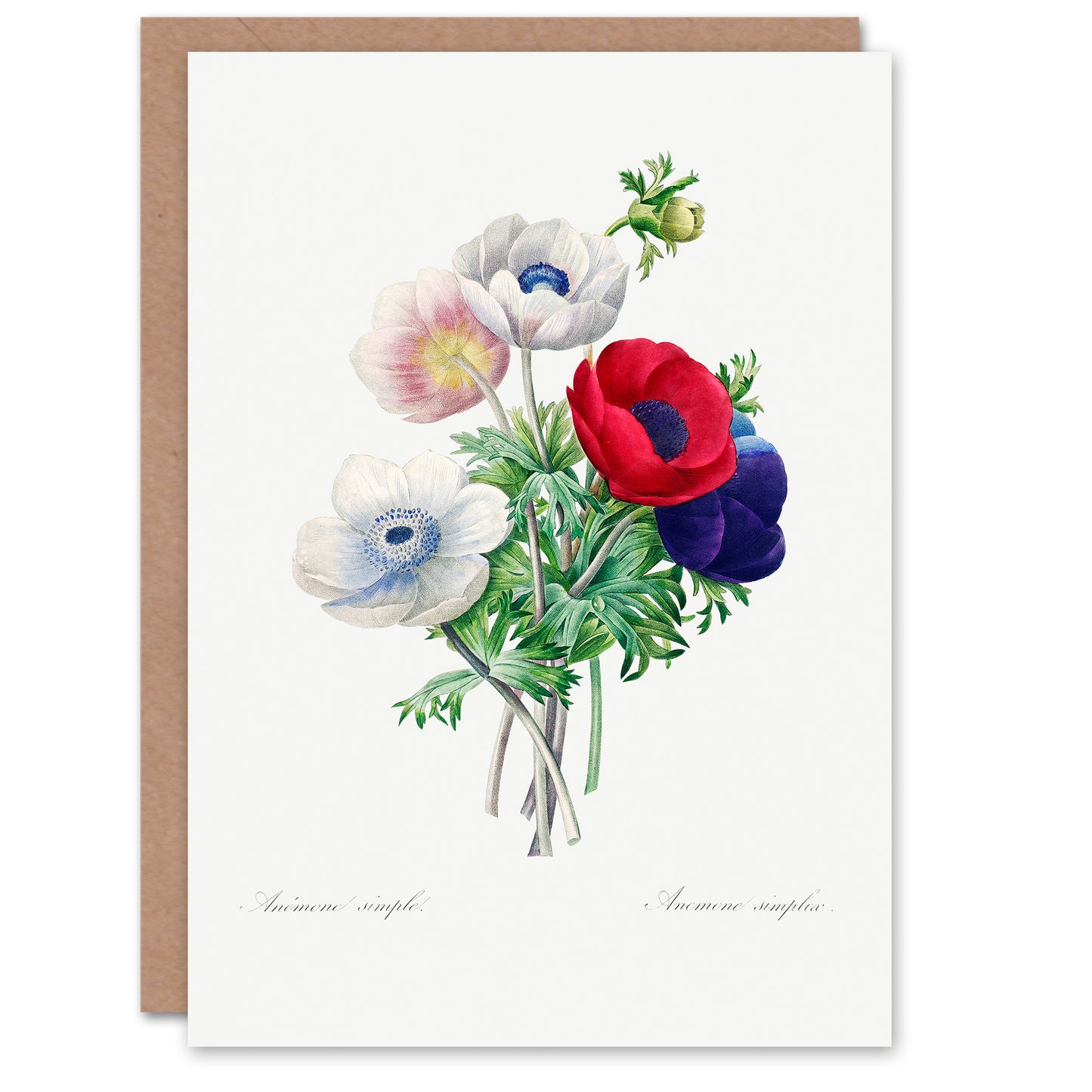 Pierre-Joseph Redouté Art Card Anemone Flowers Vintage Botanical