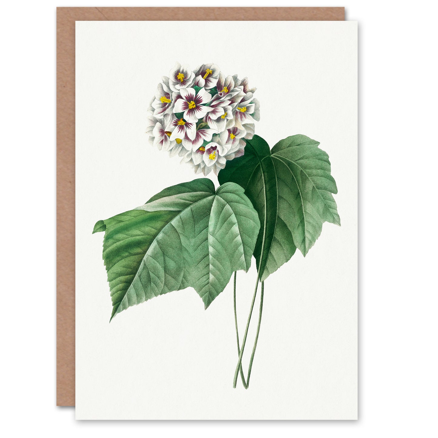 Pierre-Joseph Redouté Art Card White Dombeya Amelia Flowers