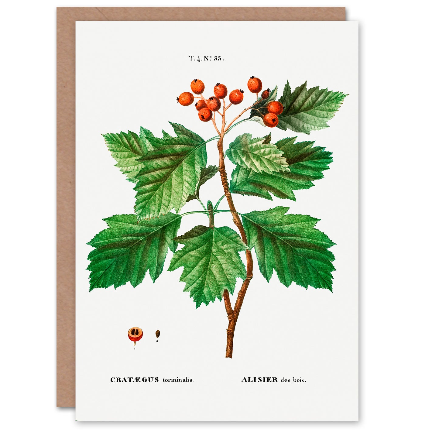 Pierre-Joseph Redouté Art Card Hawthorn Vintage Botanical Illustration