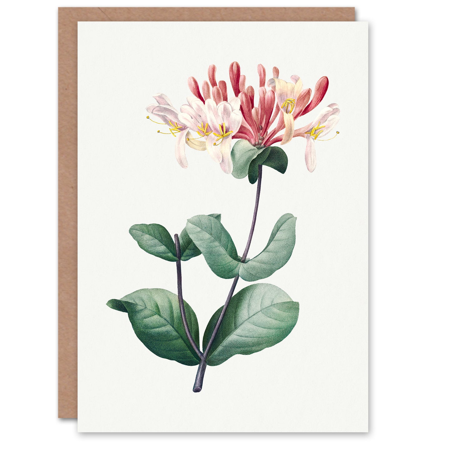 Pierre-Joseph Redouté Art Card Honeysuckle Vintage Botanical Illustration