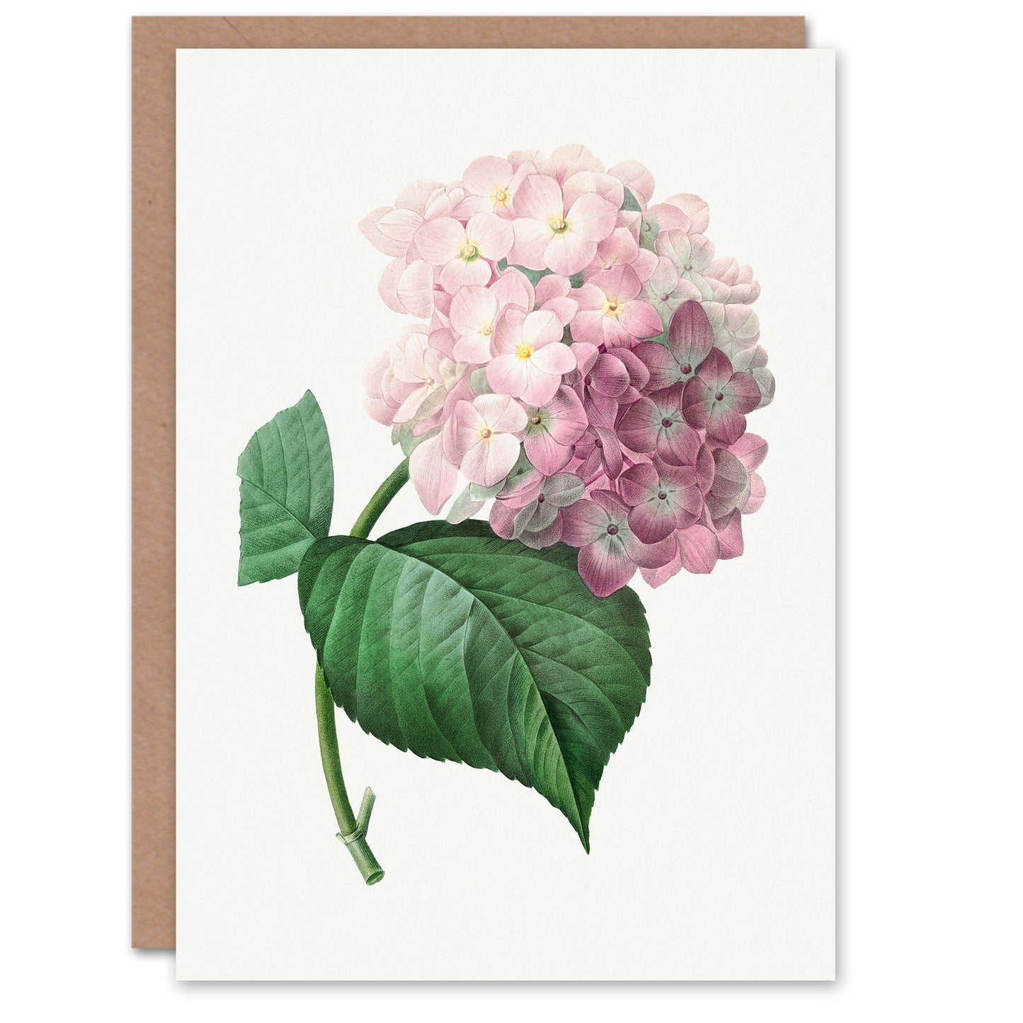 Pierre-Joseph Redouté Art Card Hydrangea Vintage Botanical Illustration
