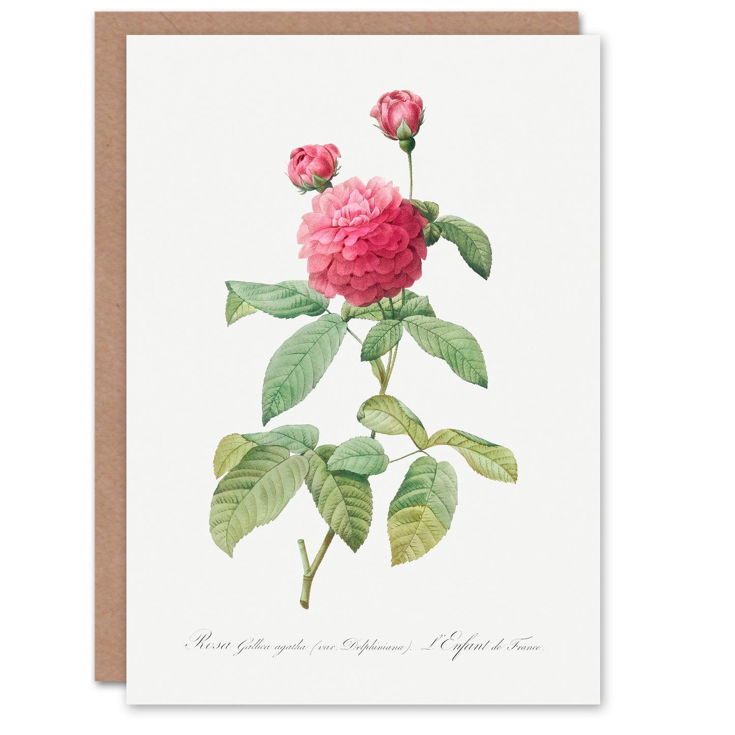 Pierre-Joseph Redouté Art Card Agatha Rose Vintage Botanical Illustration