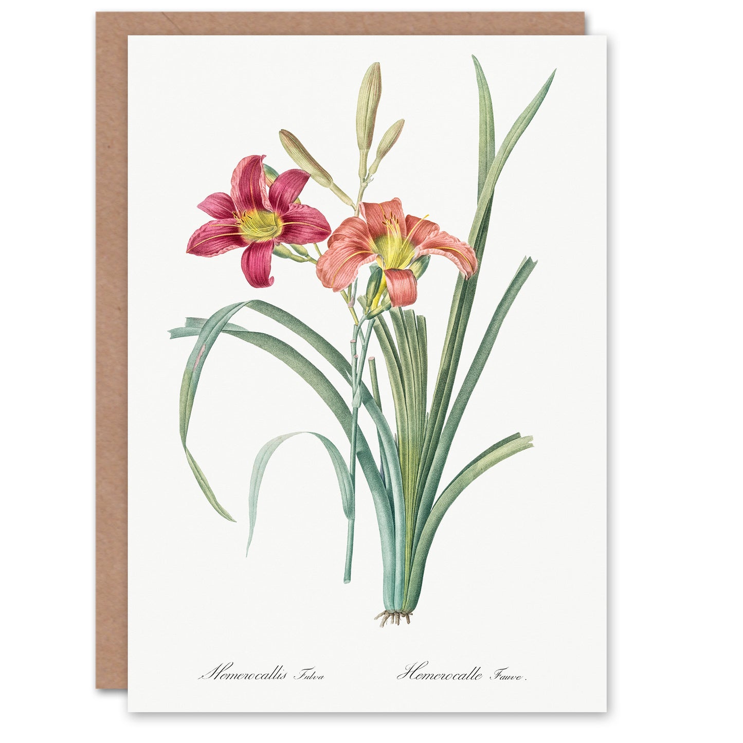 Pierre-Joseph Redouté Art Card Orange Day Lily Vintage Floral Illustration