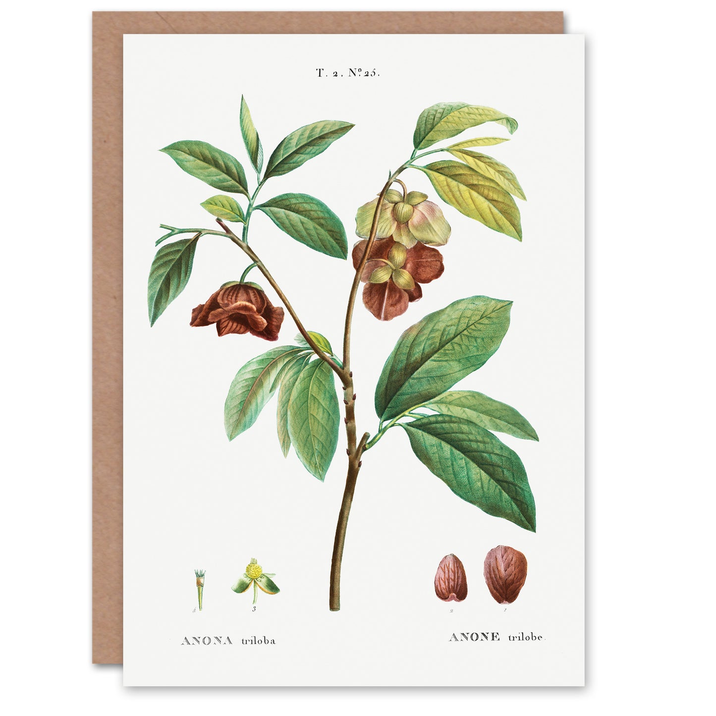 Pierre-Joseph Redouté Art Card Papaw Tree Vintage Botanical Illustration
