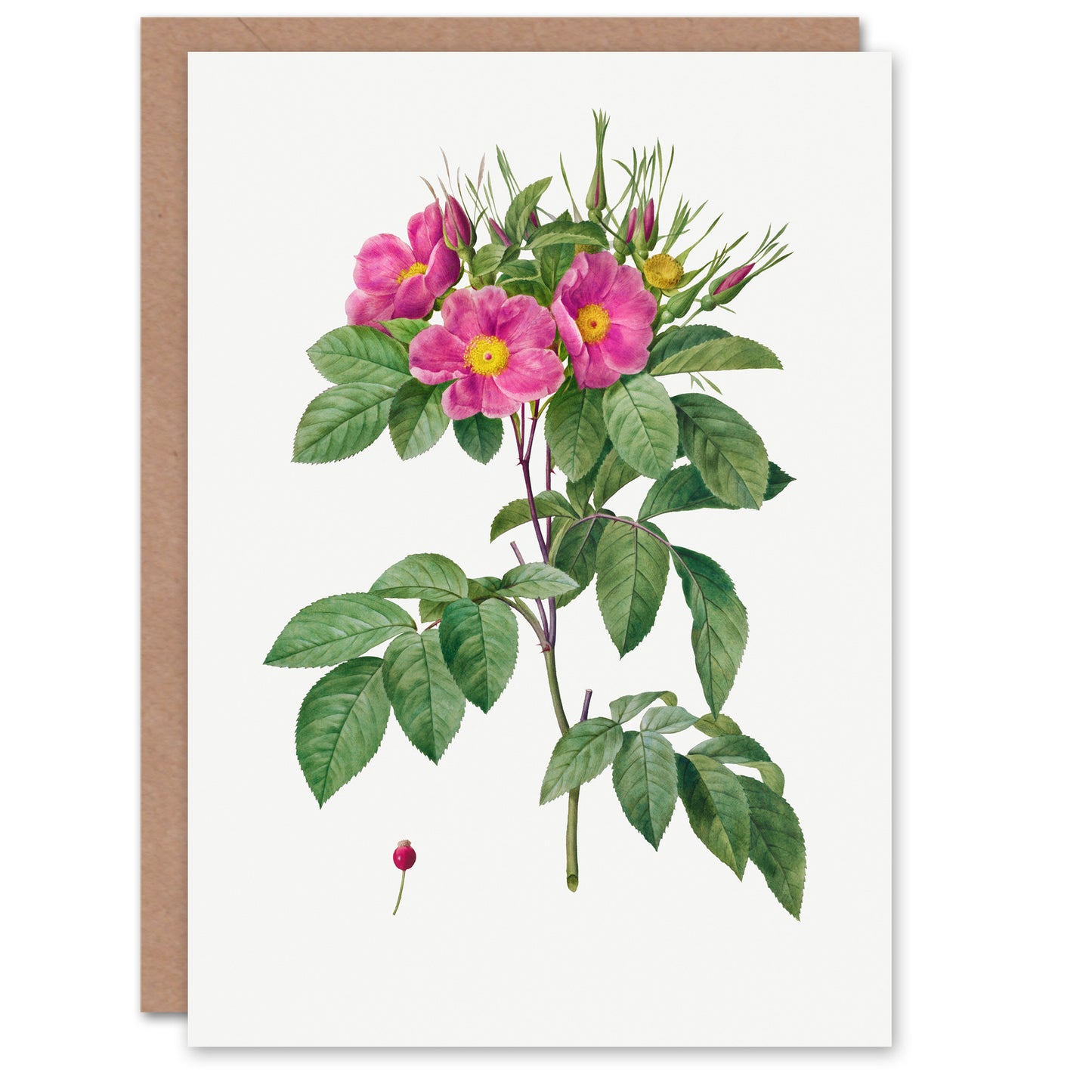 Pierre-Joseph Redouté Art Card Vintage Carolina Rose Illustration