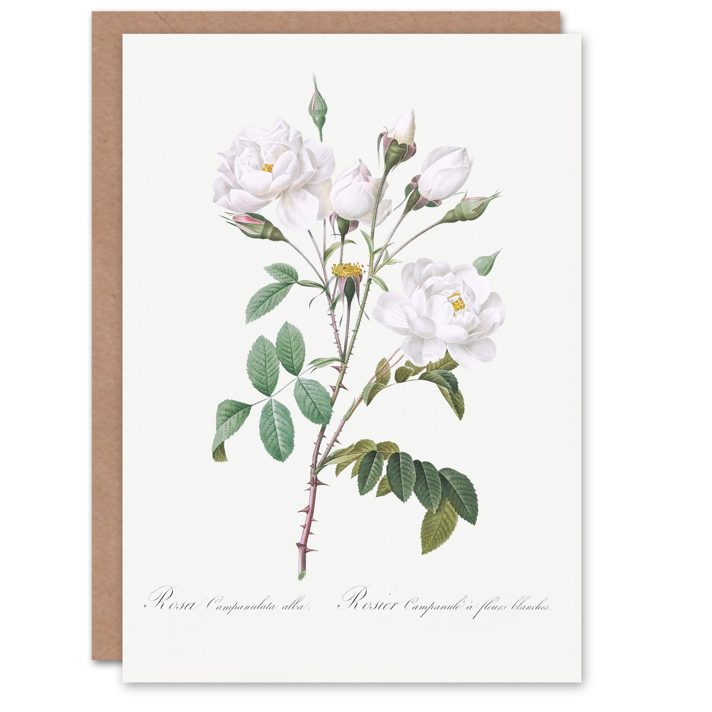 Pierre-Joseph Redouté Art Card White Rose Vintage Floral Illustration