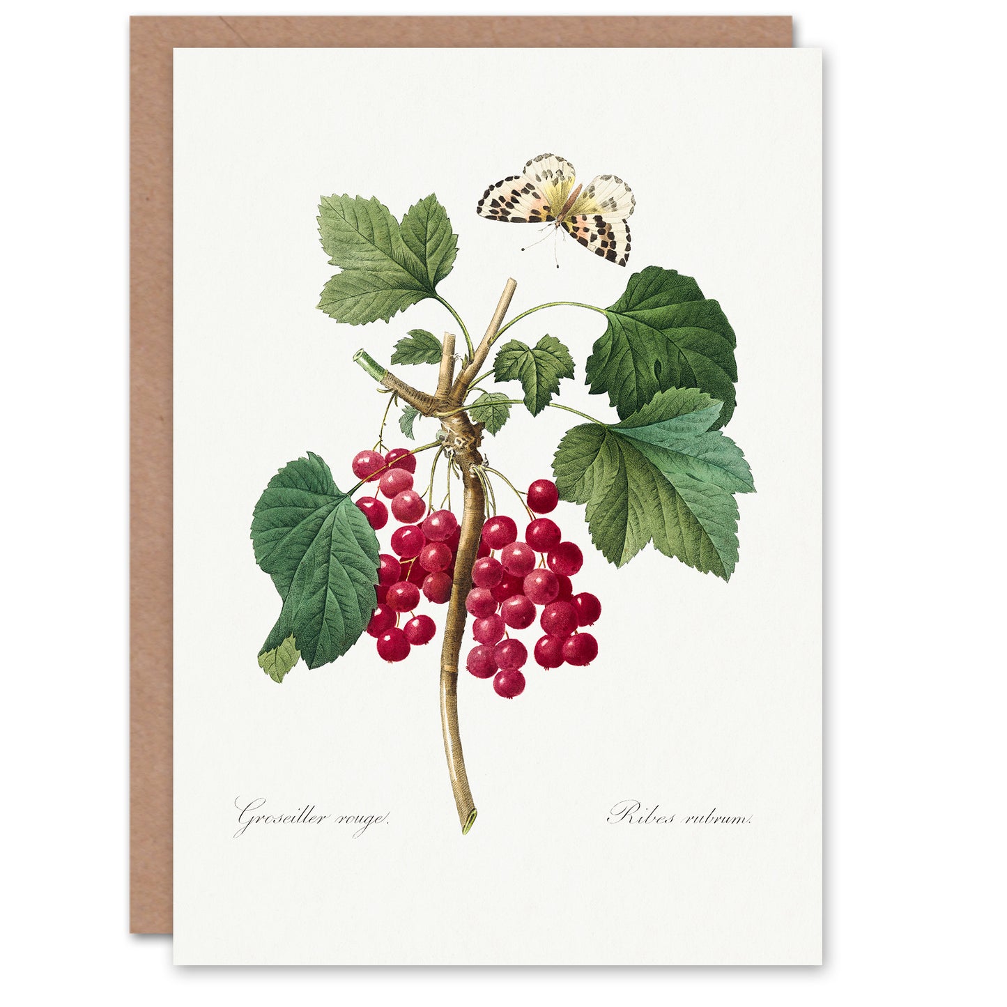 Pierre-Joseph Redouté Art Card Redcurrant Berries and Butterfly