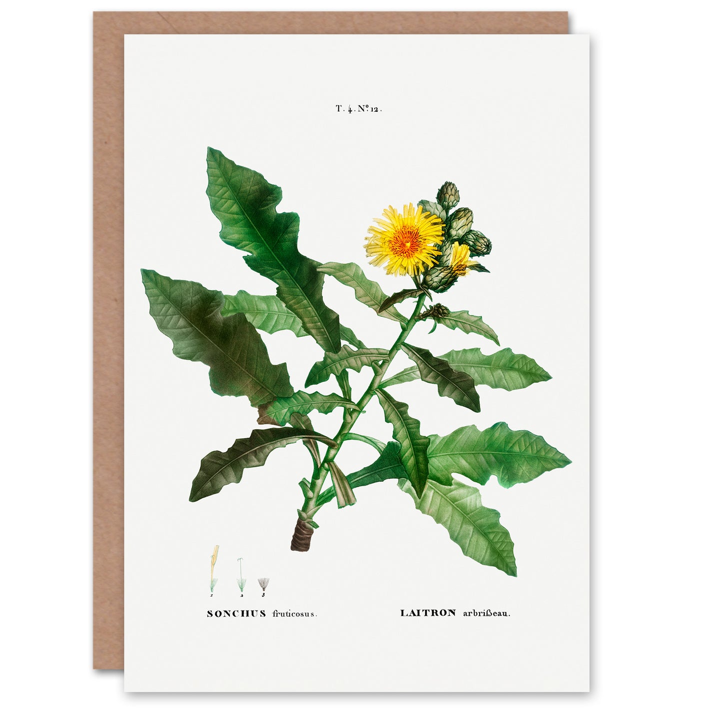 Pierre-Joseph Redouté Art Card Sow Thistle Flower Bloom