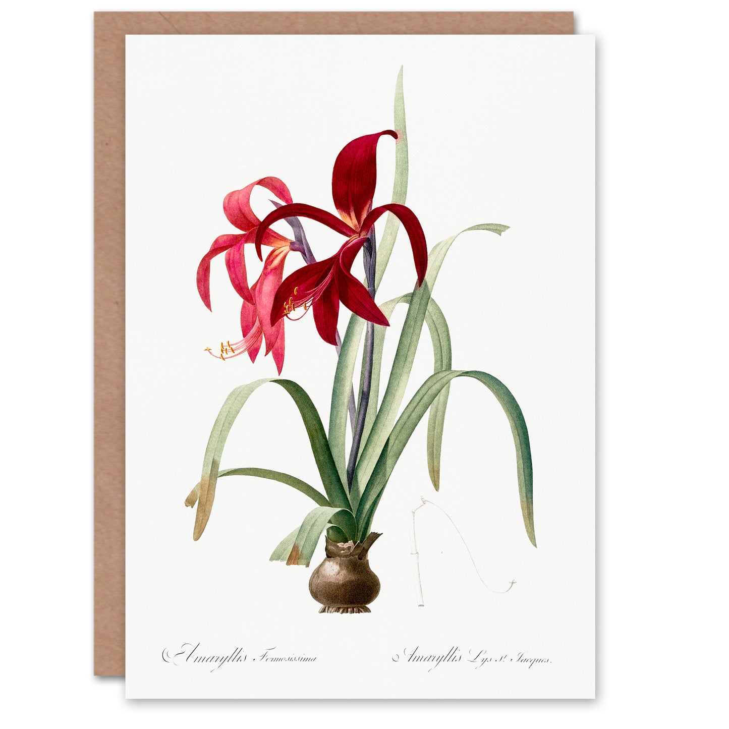 Pierre-Joseph Redouté Art Card Aztec Lily Vintage Botanical Illustration
