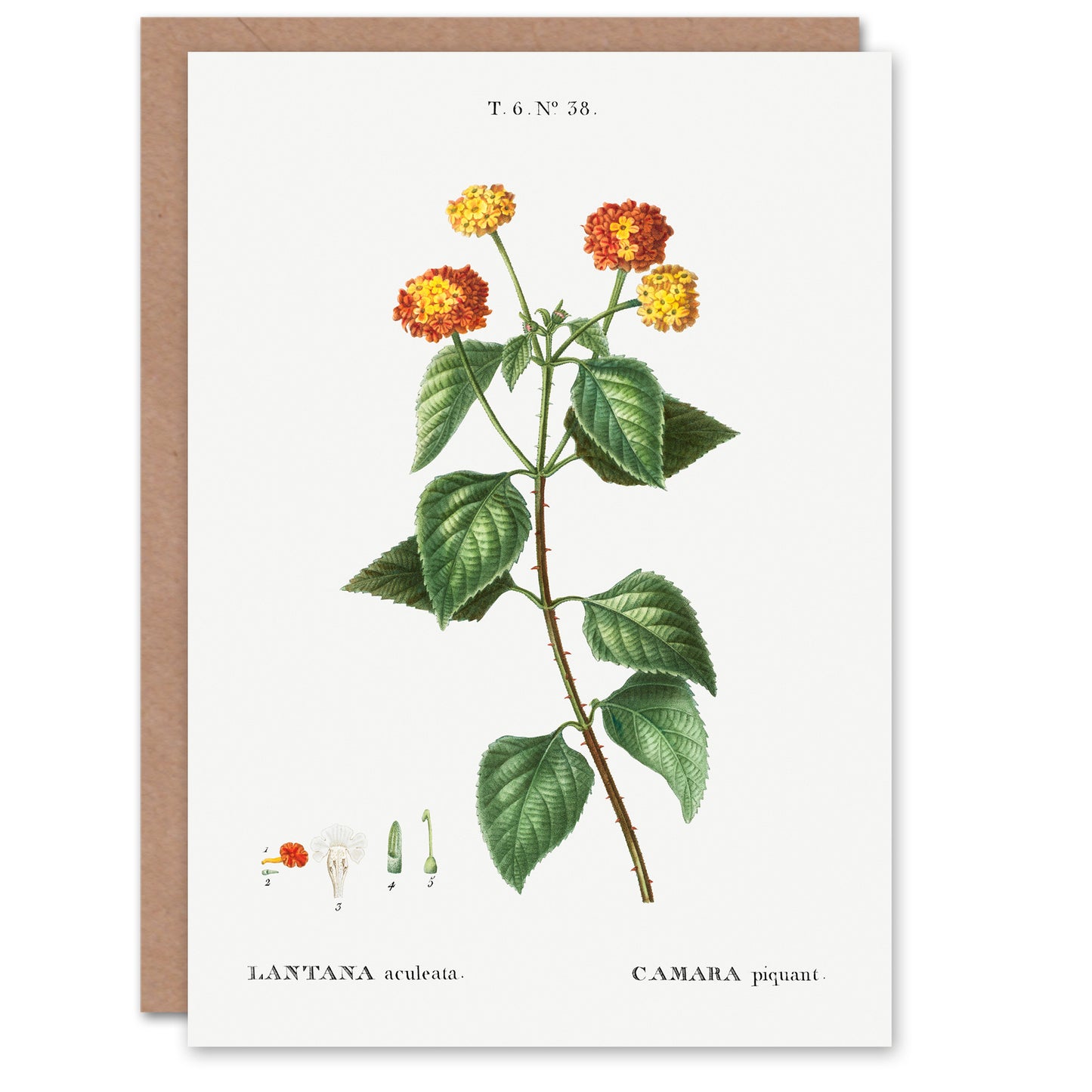 Pierre-Joseph Redouté Art Card Lantana Plant Vintage Botanical Illustration