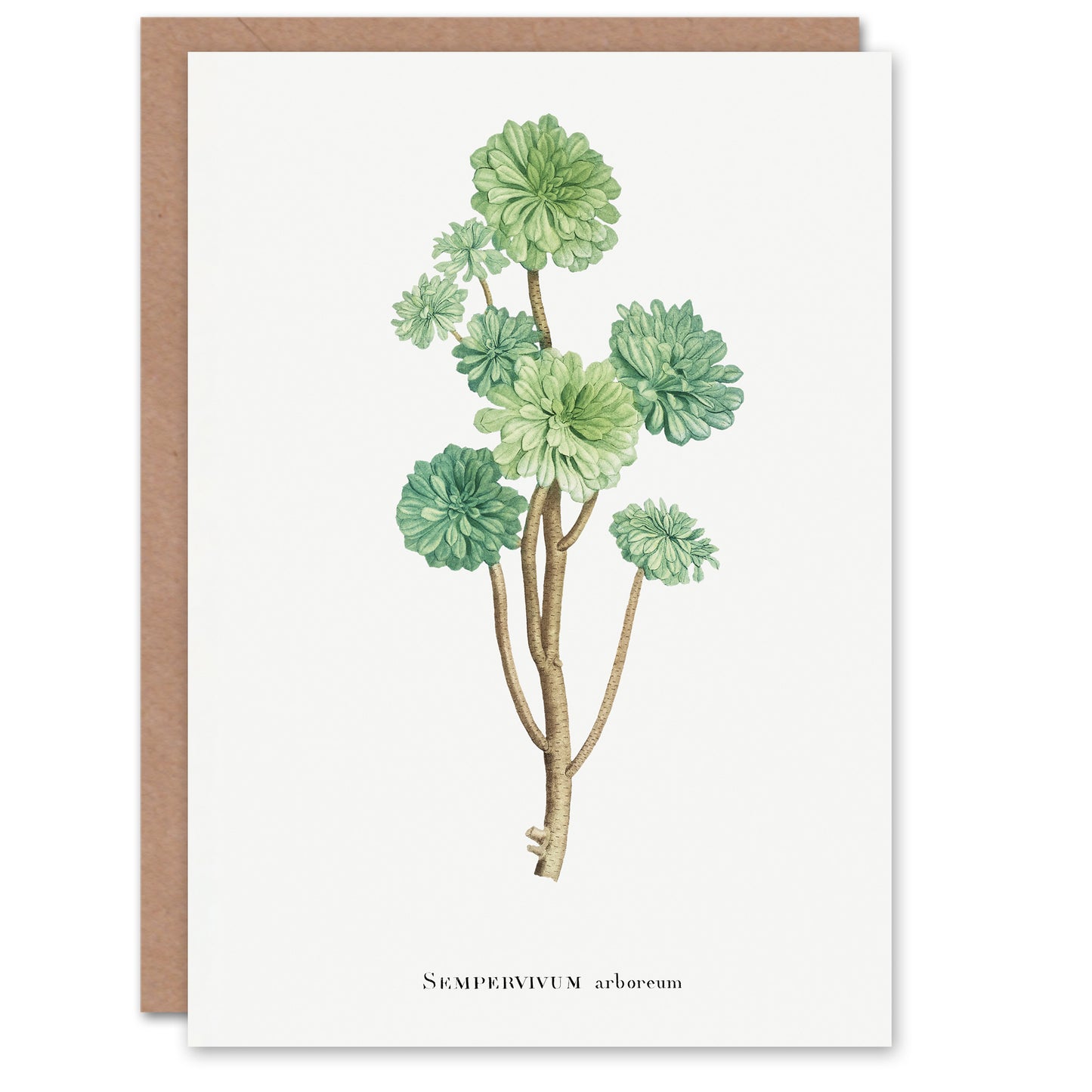Pierre-Joseph Redouté Art Card Tree Houseleek Succulent