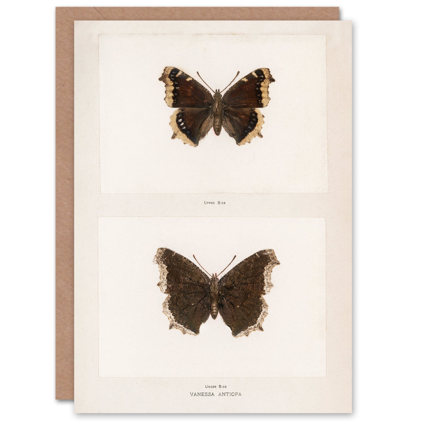 Sherman Denton Art Card Mourning Cloak Butterfly