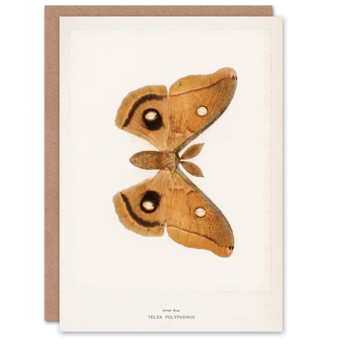 Sherman Denton Art Card Polyphemus Moth Vintage Illustration