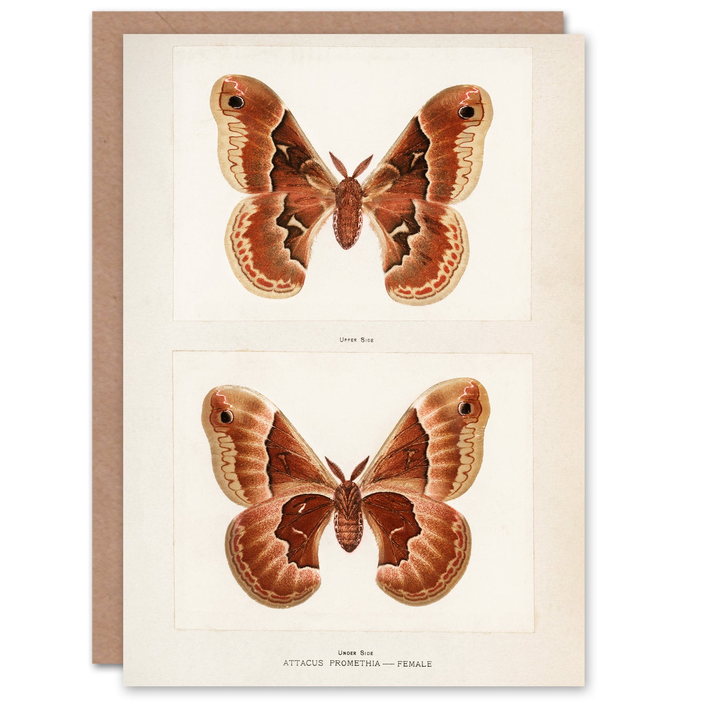 Sherman Denton Art Card Promethea Silk Moth Female