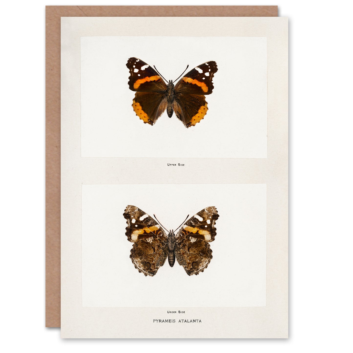 Sherman Denton Art Card Red Admiral Butterfly Vintage Illustration