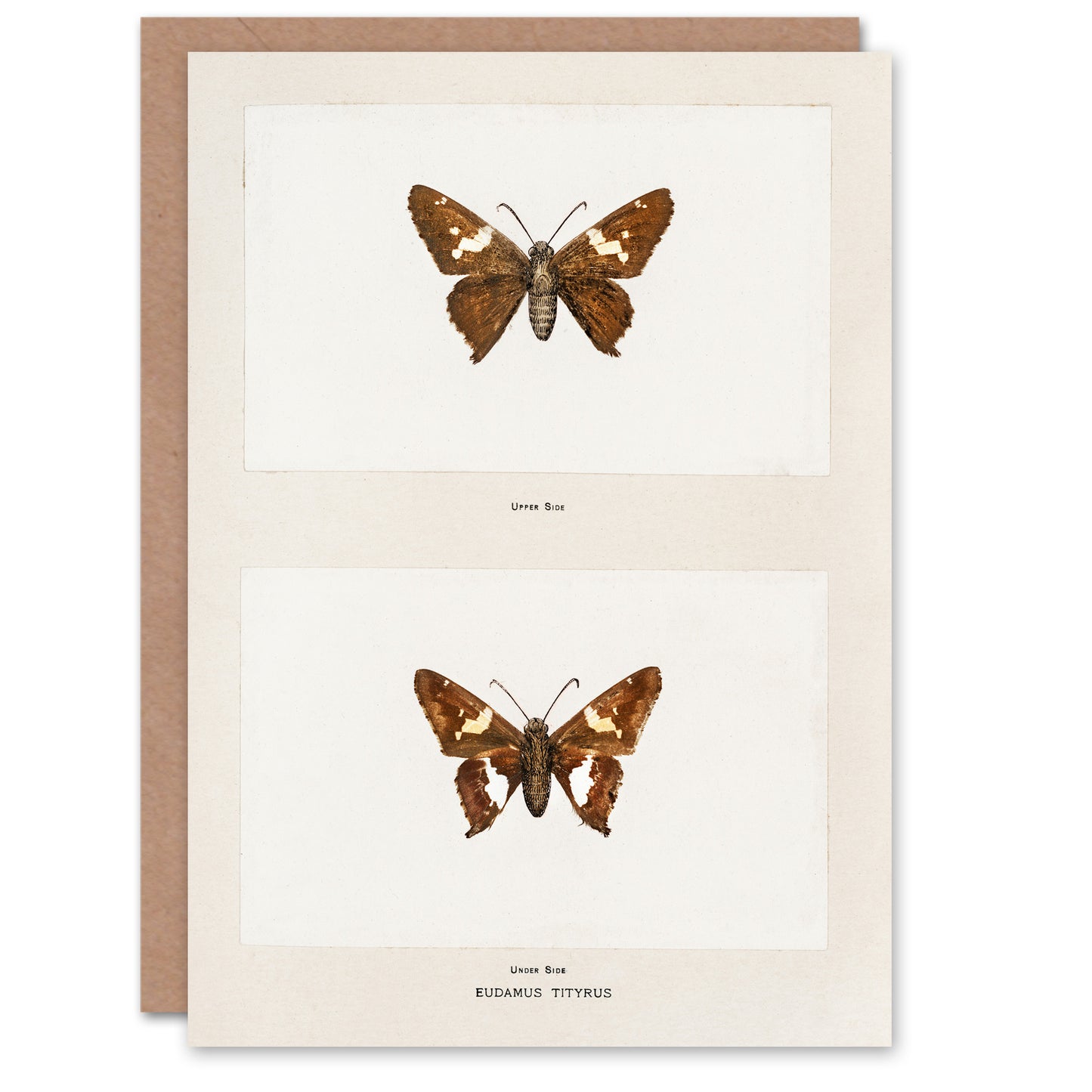Sherman Denton Art Card Silver Spotted Skipper Butterfly