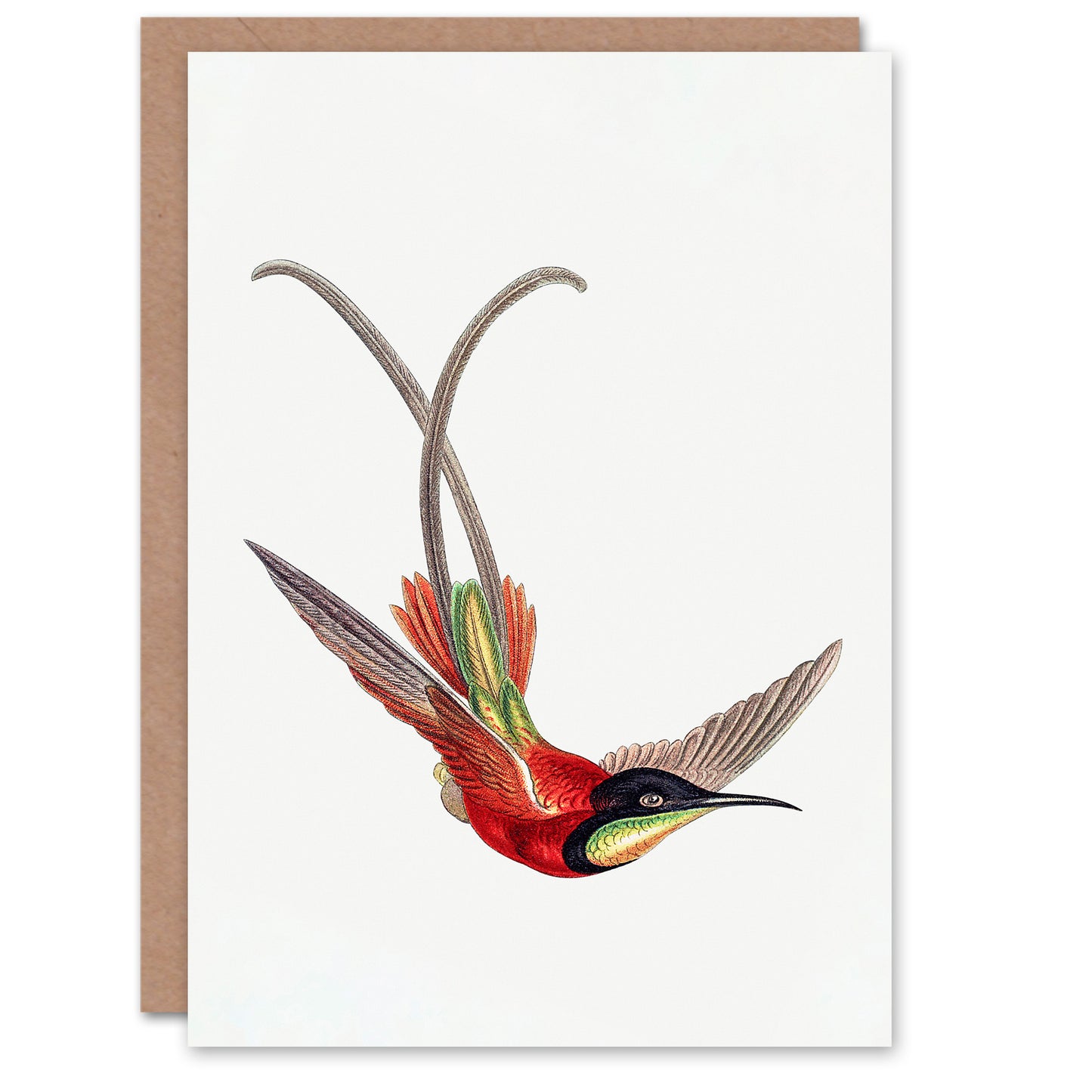 Ernst Haeckel Art Card Crimson Topaz Hummingbird
