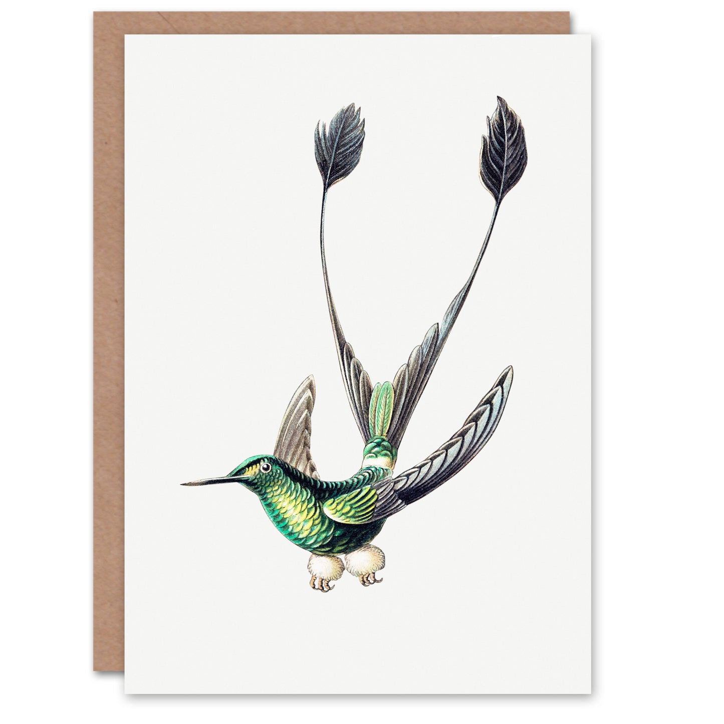 Ernst Haeckel Art Card Marvelous Spatuletail Hummingbird