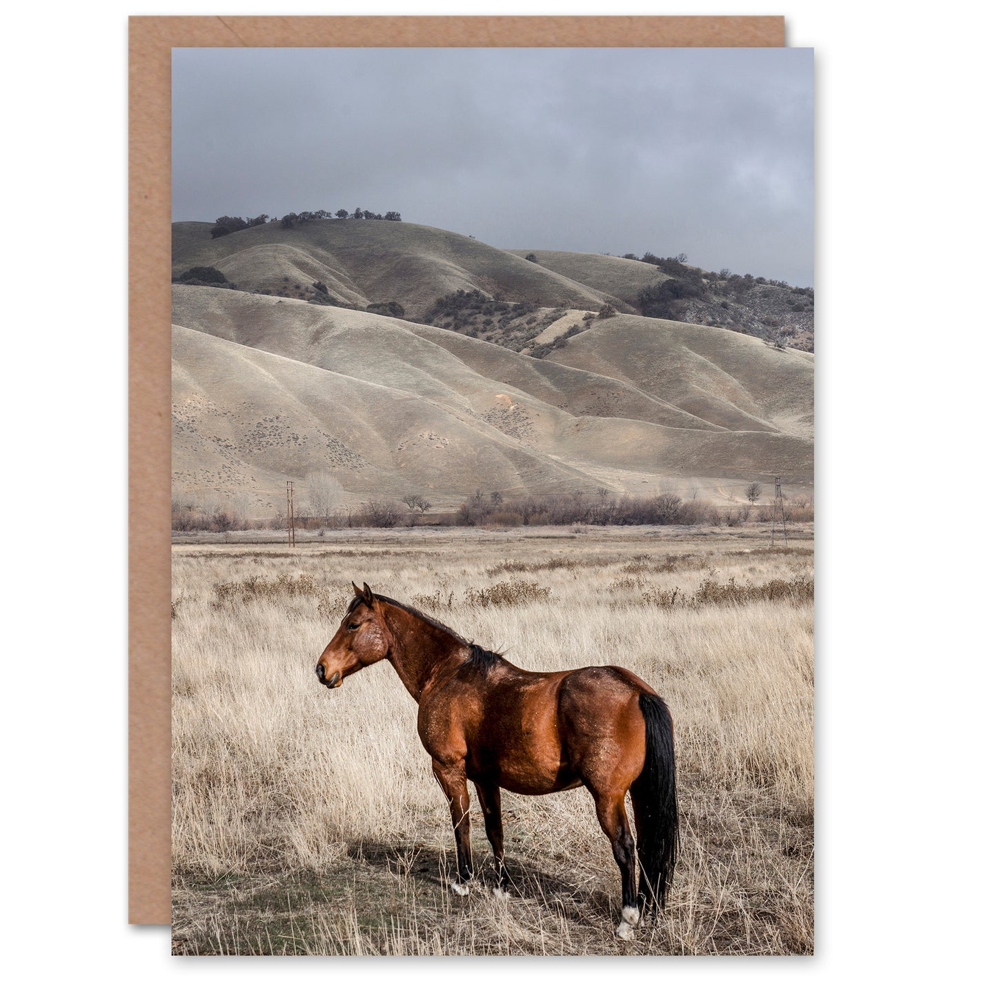 Carol M Highsmith Art Card Lone Horse in a Ranch Photograph