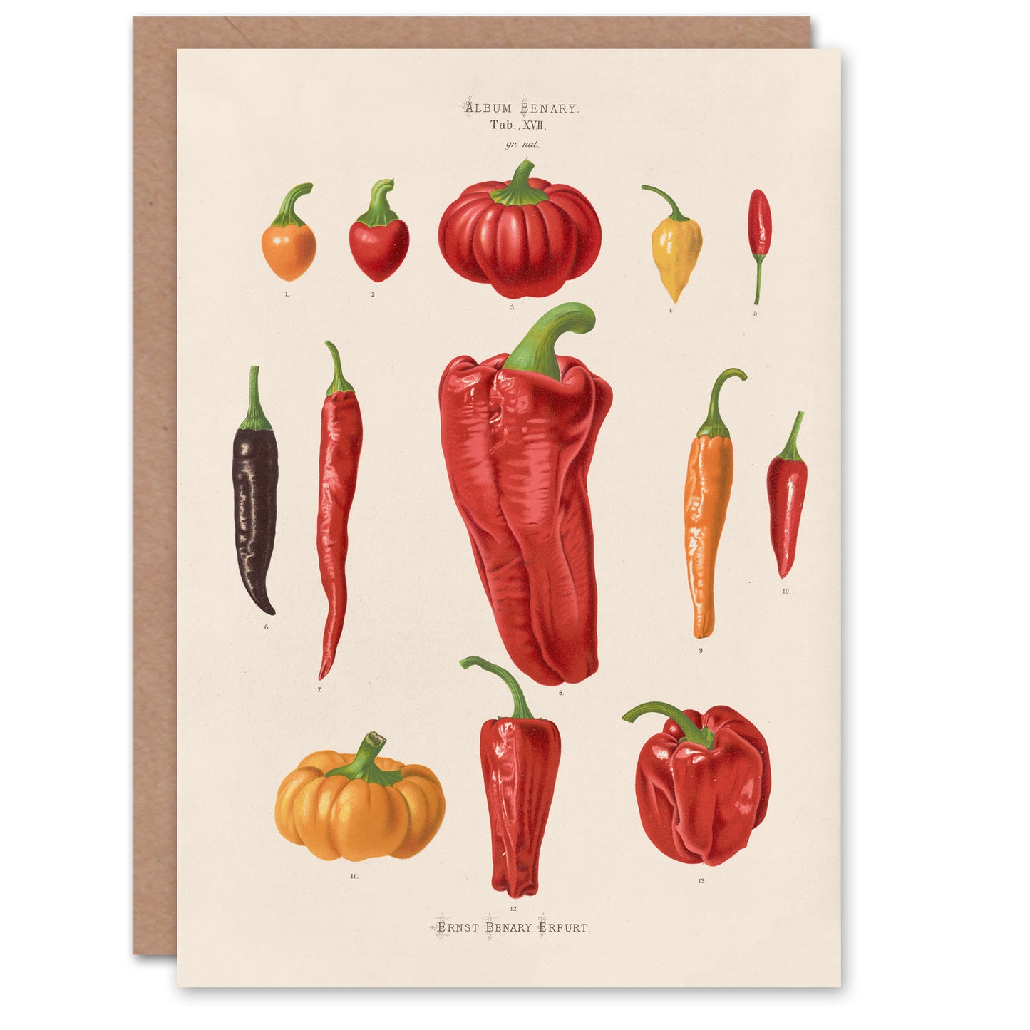 Ernst Benary Art Card Capsicums and Chili Pepper Varieties
