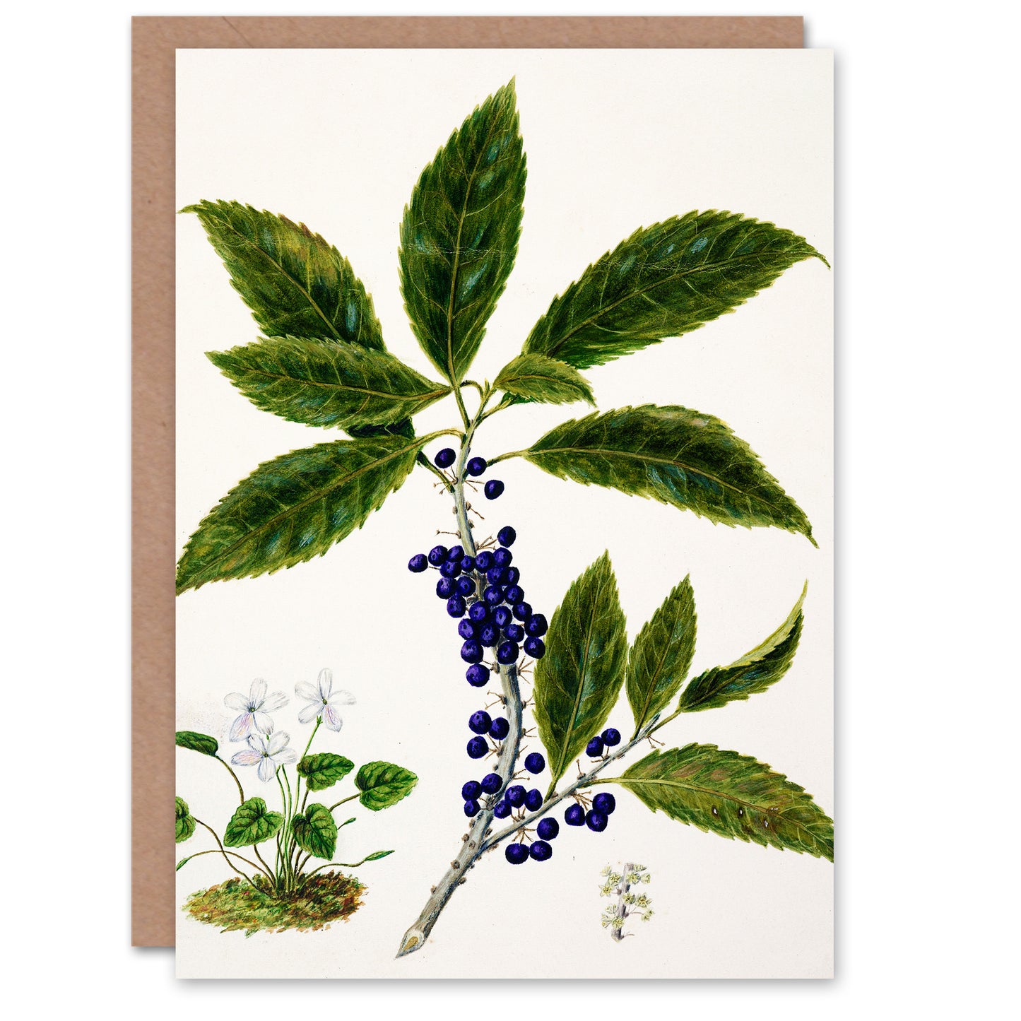 Sarah Featon Art Card New Zealand Mahoe Whiteywood Plant