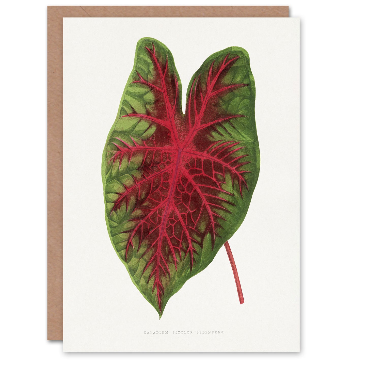 AF Lydon B Fawcett Caladium Bicolor Splendens Leaf Art Greeting Card