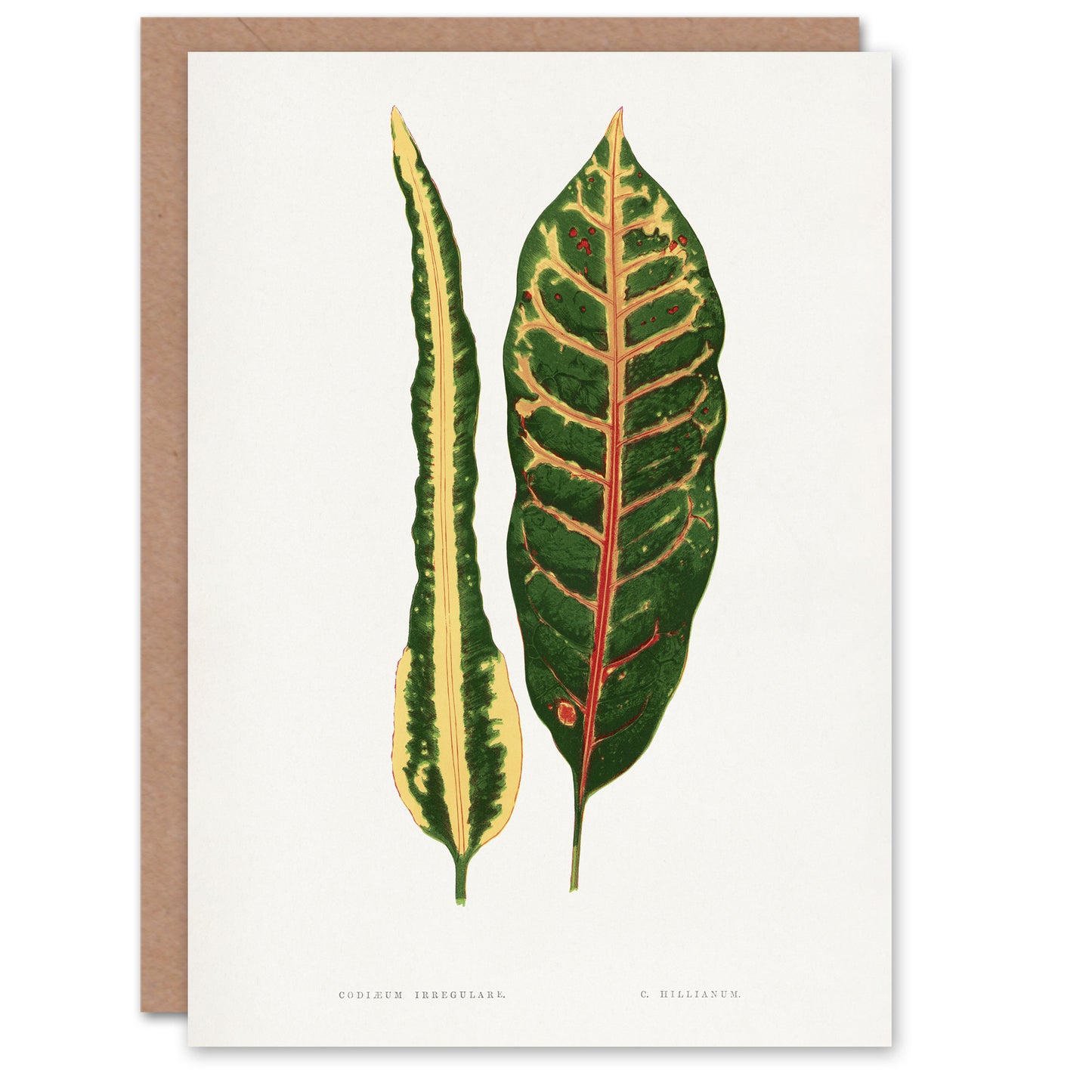 AF Lydon Benjamin Fawcett Croton Plant Leaf Varieties Art Greeting Card