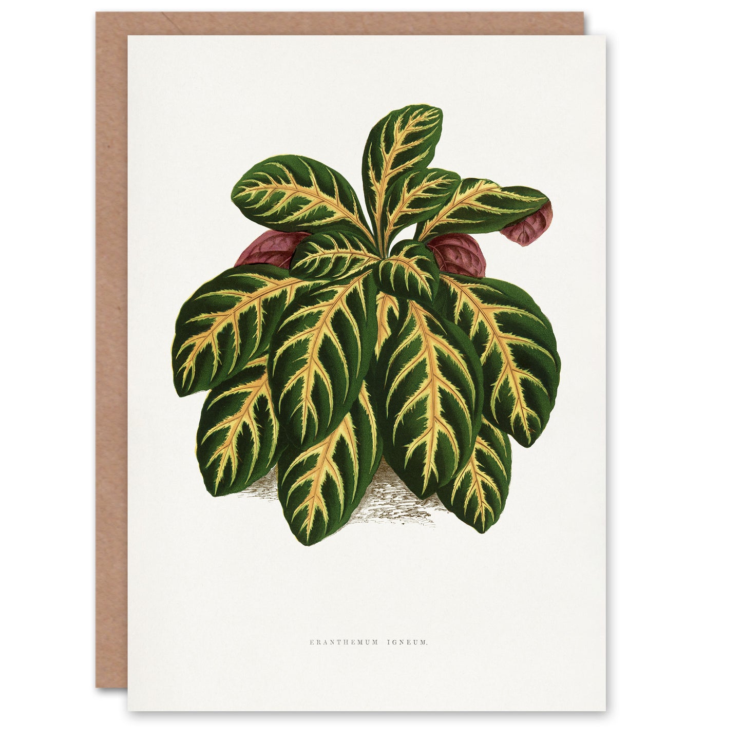 AF Lydon B Fawcett Eranthemum Igneum Golden Vein Plant Art Greeting Card