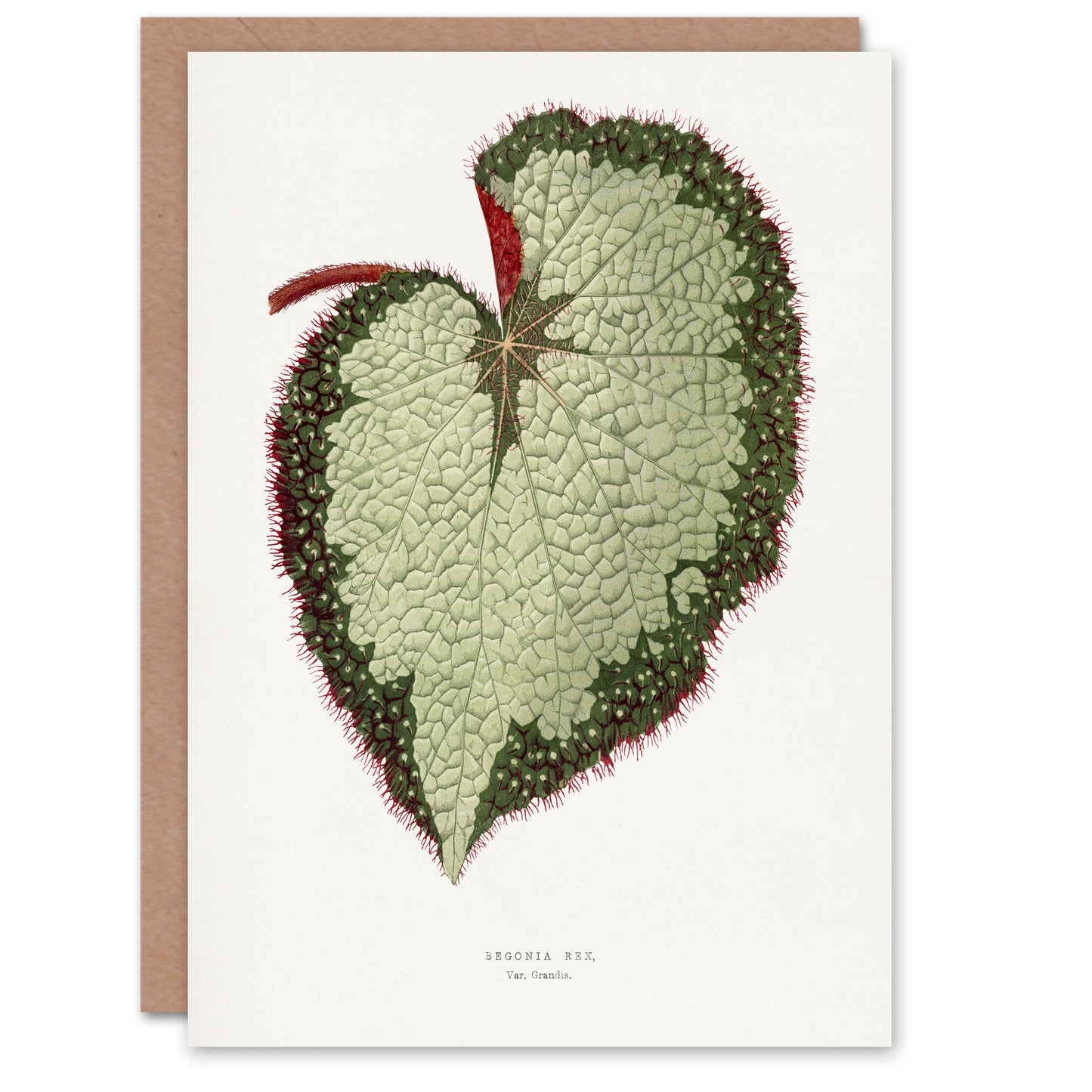 AF Lydon B Fawcett Begonia Rex Grandis Variety Leaf Art Greeting Card