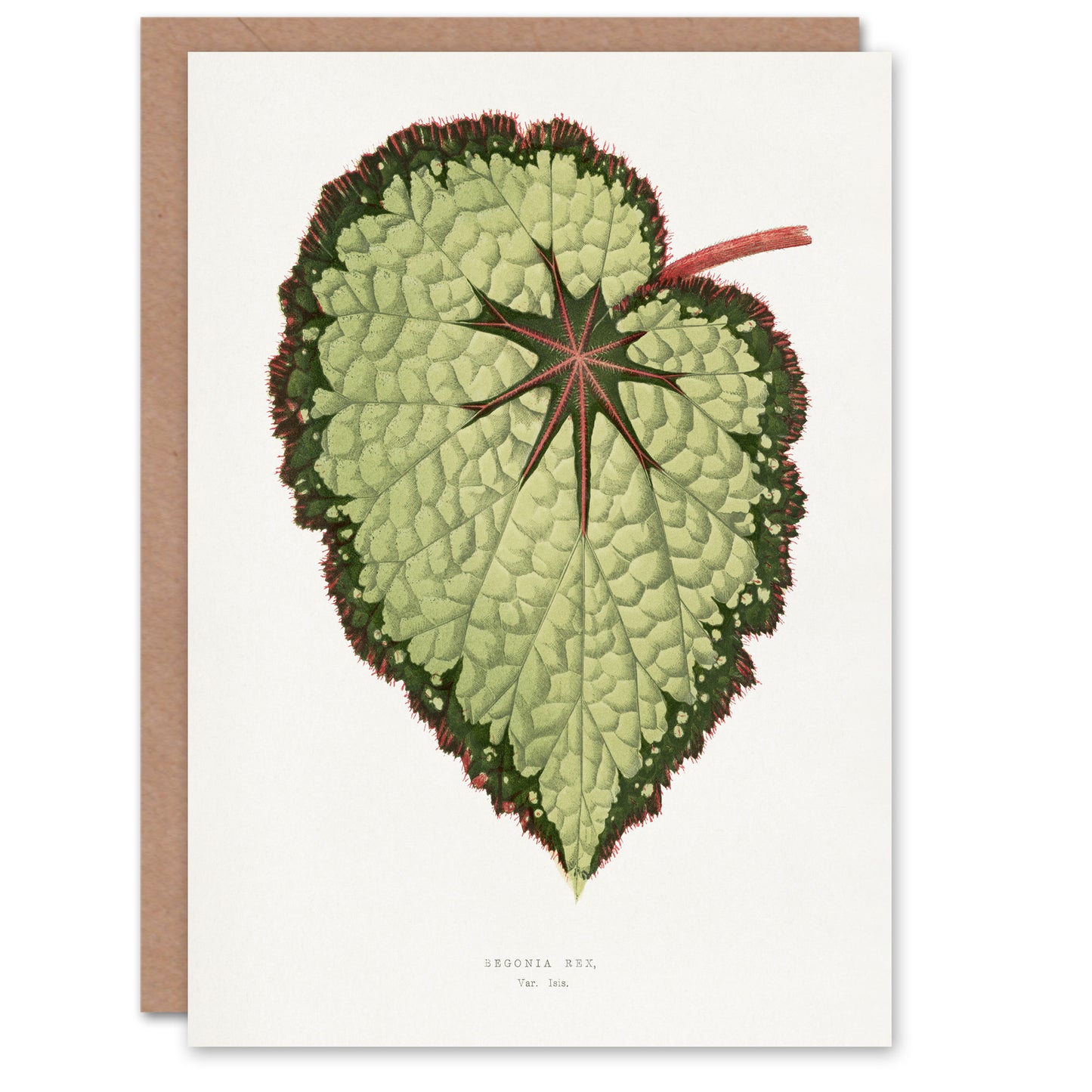 AF Lydon B Fawcett Begonia Rex Isis Variety Leaf Art Greeting Card