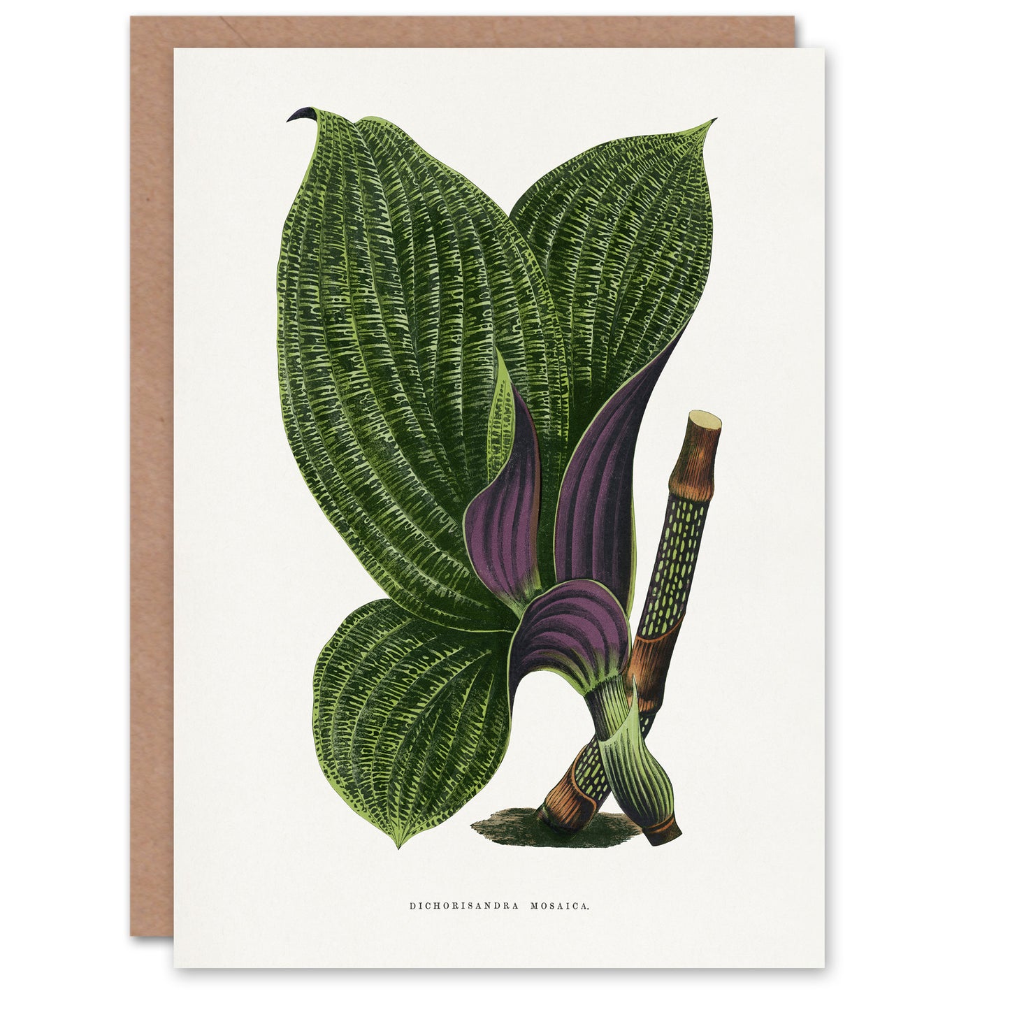 AF Lydon B Fawcett Green Dichorisandra Mosaica Leaves Art Greeting Card