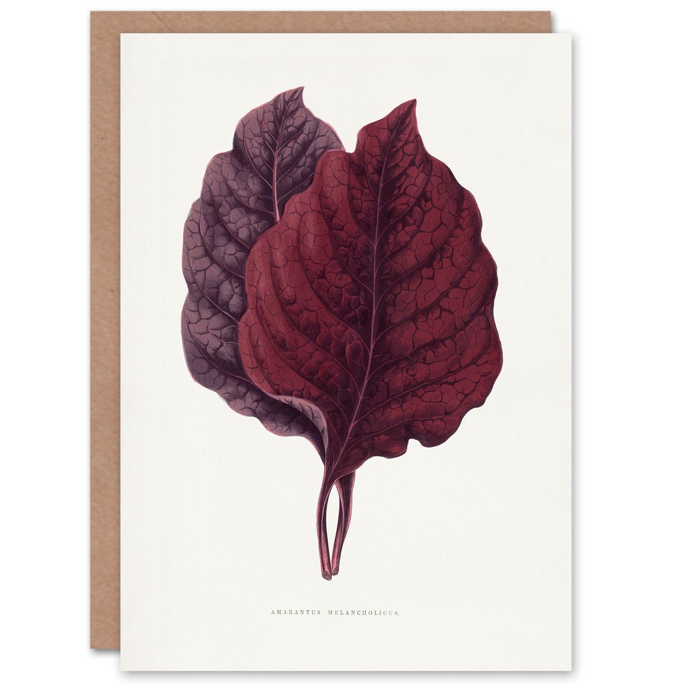 AF Lydon Benjamin Fawcett Red Amaranth Leaf Art Greeting Card