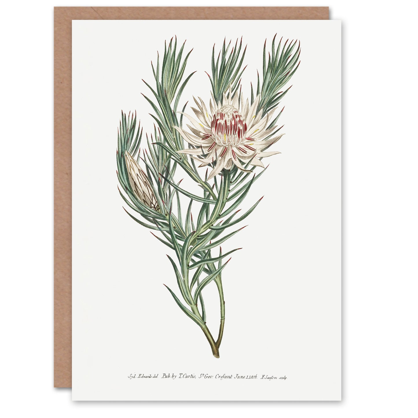 Francis Sansom Dagger Leaf Sugarbush Flower Bloom Art Greeting Card