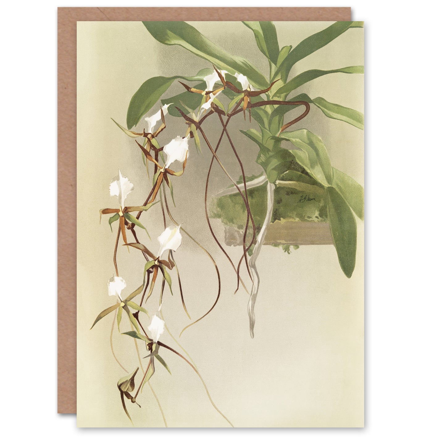 Frederick Sander Angraecum Caudatum Orchid Flowers Art Greeting Card