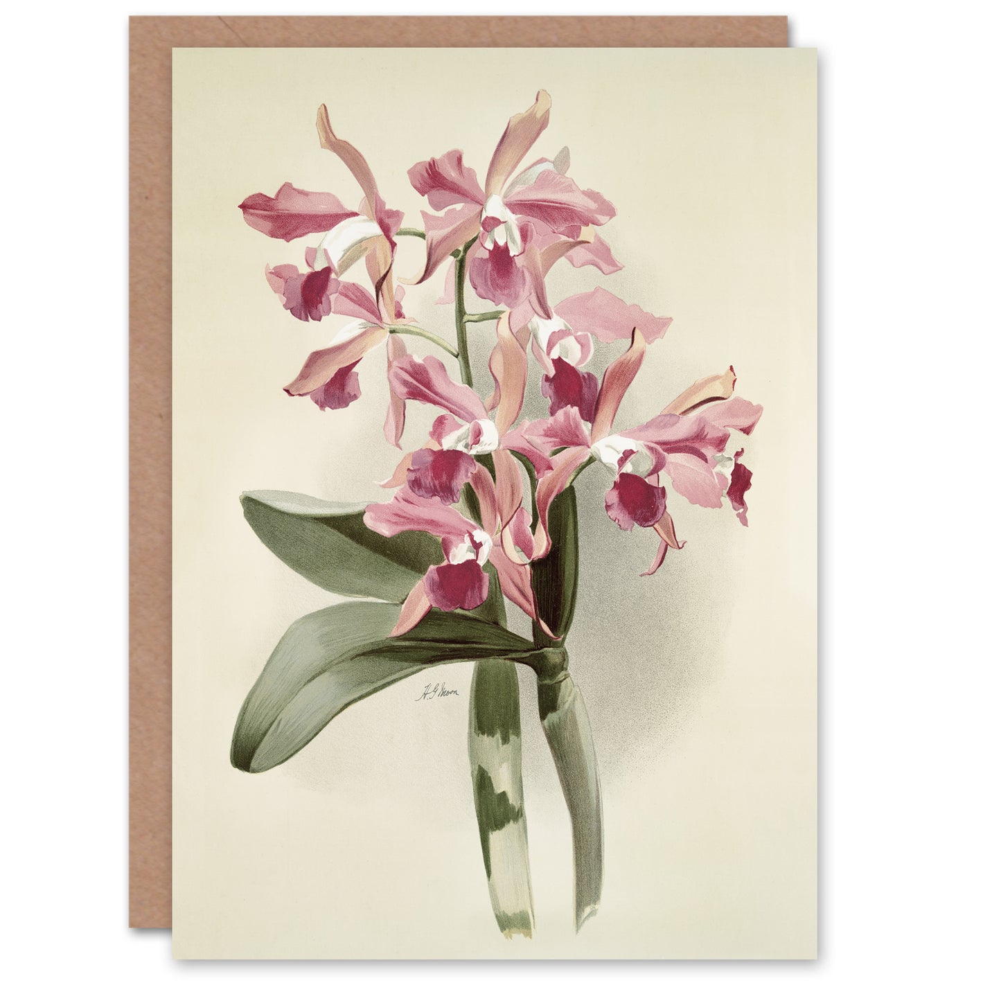 Frederick Sander Cattleya Elegans Orchid Flowers Art Greeting Card