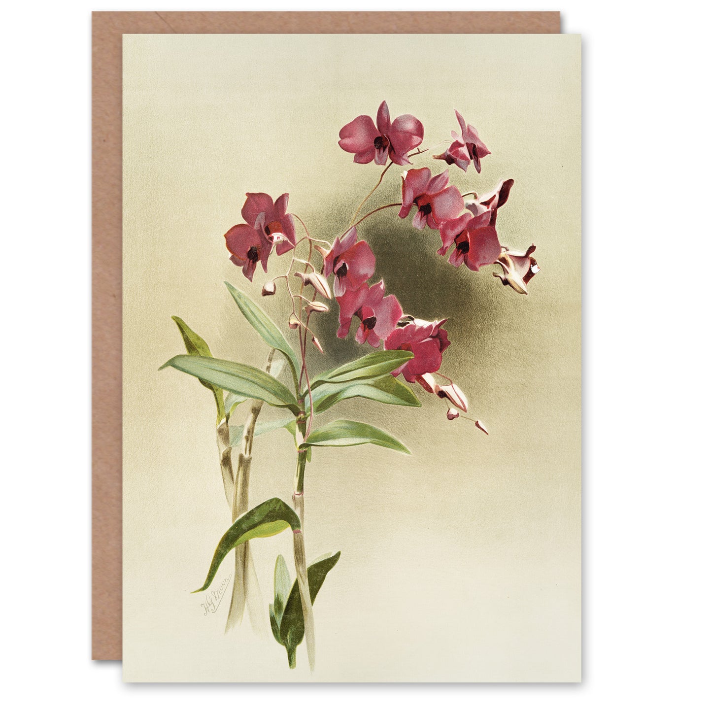 Frederick Sander Cooktown Pink Orchid Flowers Art Greeting Card