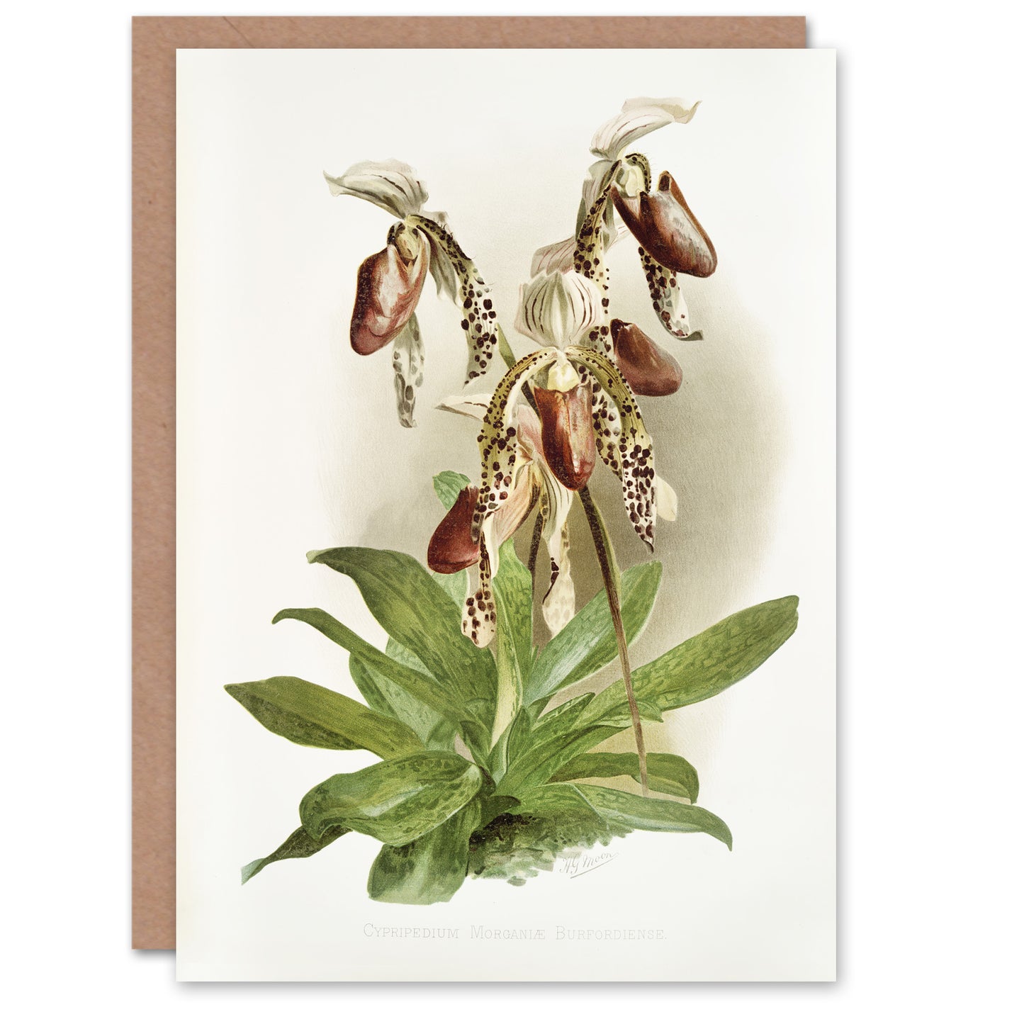 Frederick Sander Cypripedium Morganiae Orchid Flowers Art Greeting Card